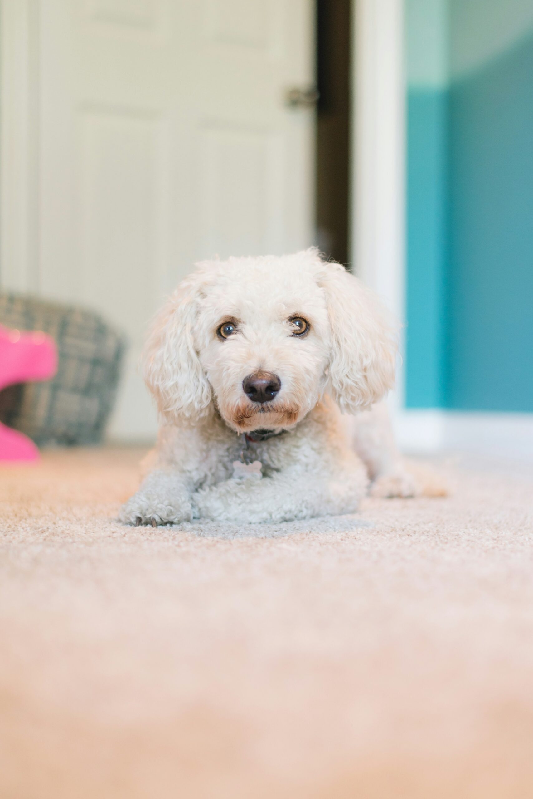 White poodle laying on carpet in a cozy home interior