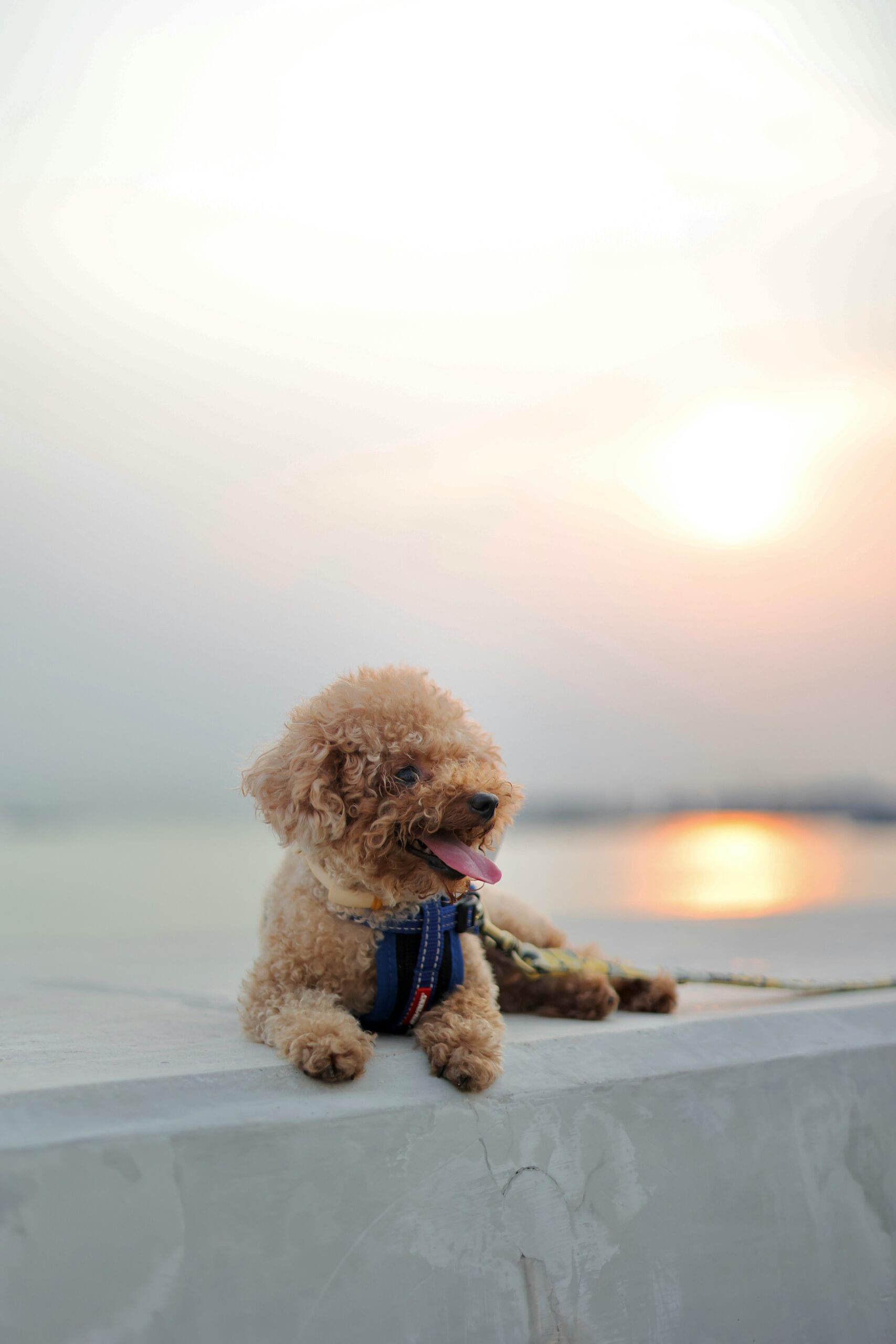 Curly apricot poodle resting on a stone wall during sunset by the water