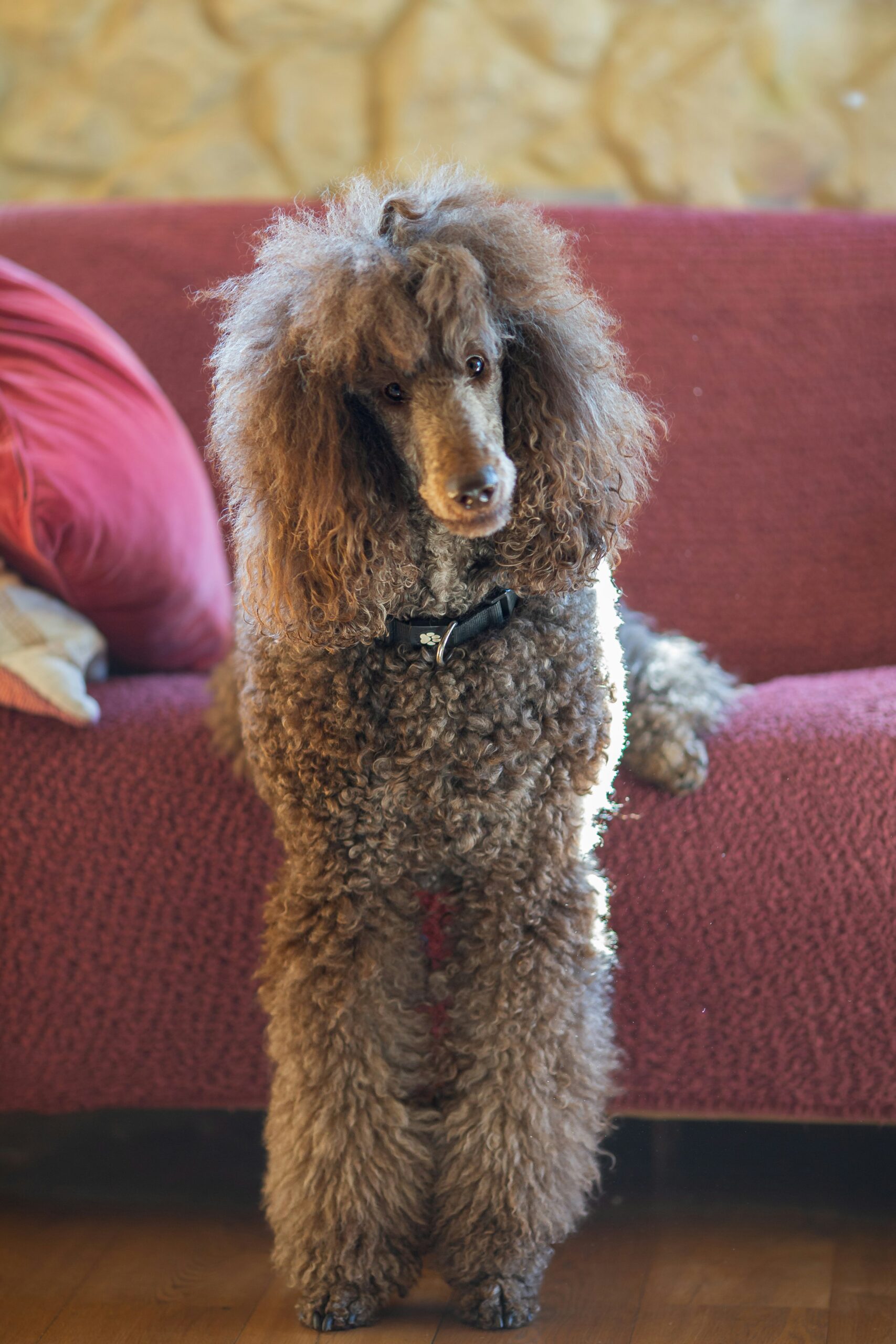 Brown standard poodle with voluminous coat sitting on a red sofa