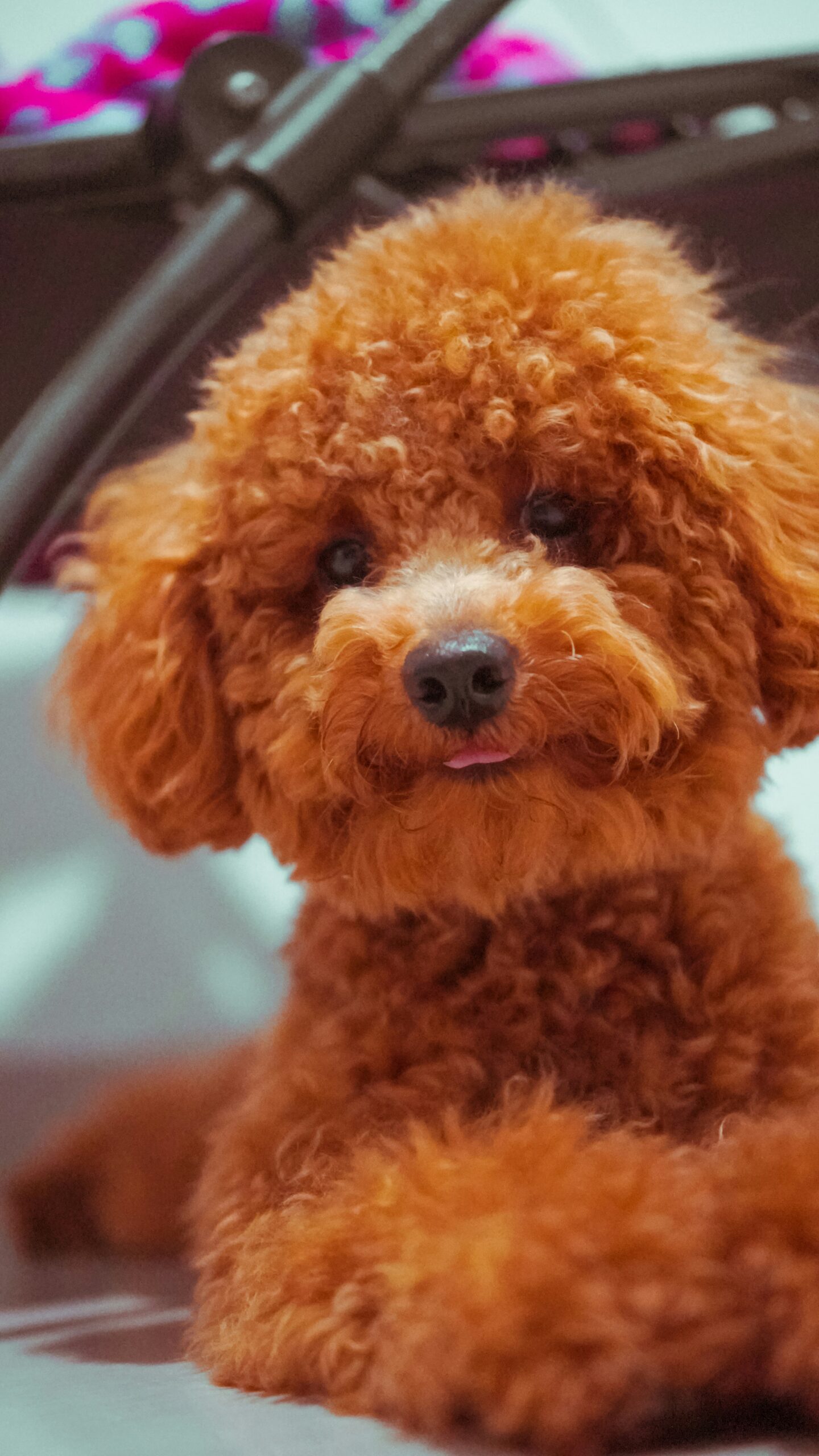 Cute red toy poodle laying indoors with tongue slightly out