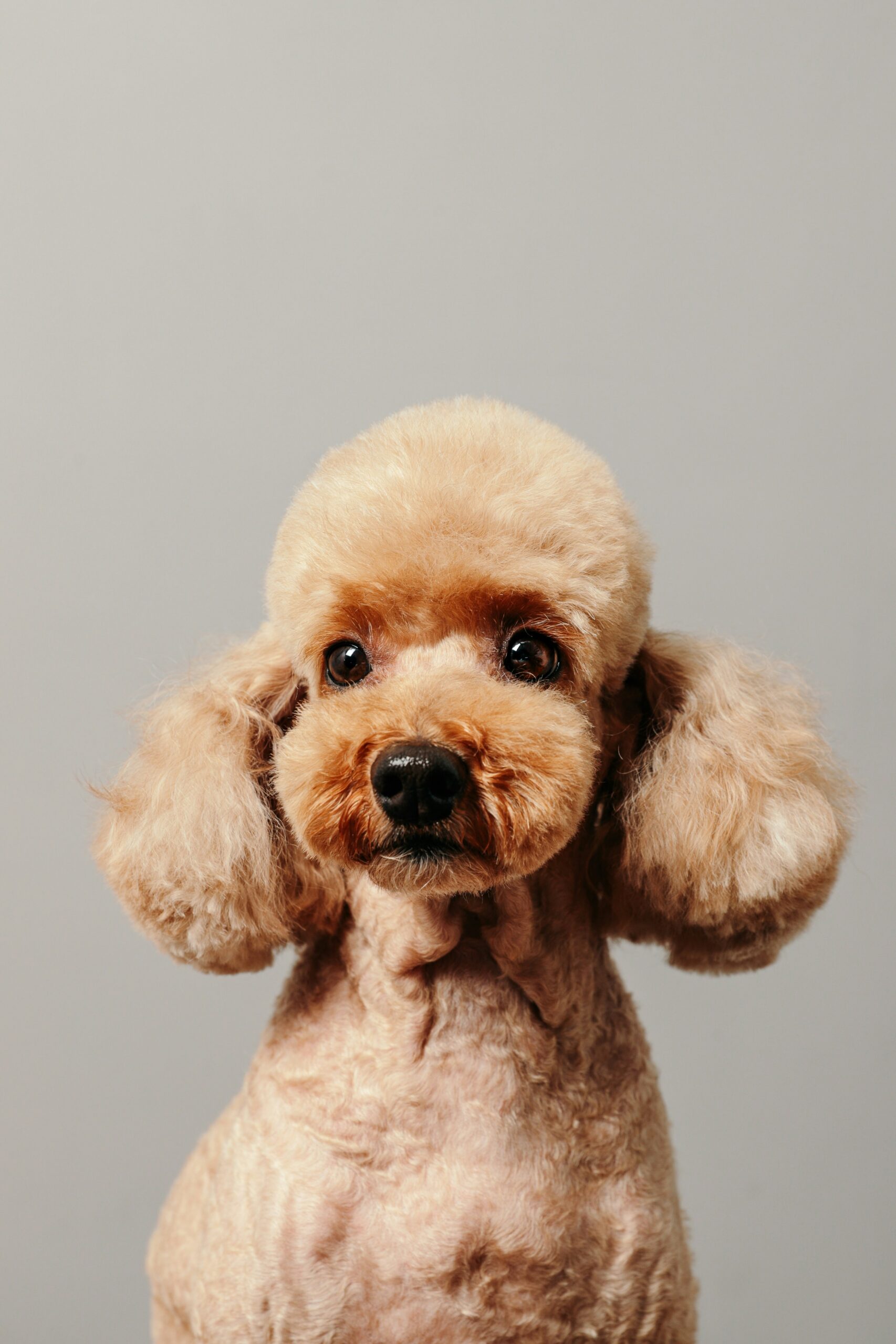 Portrait of groomed apricot poodle against neutral gray background