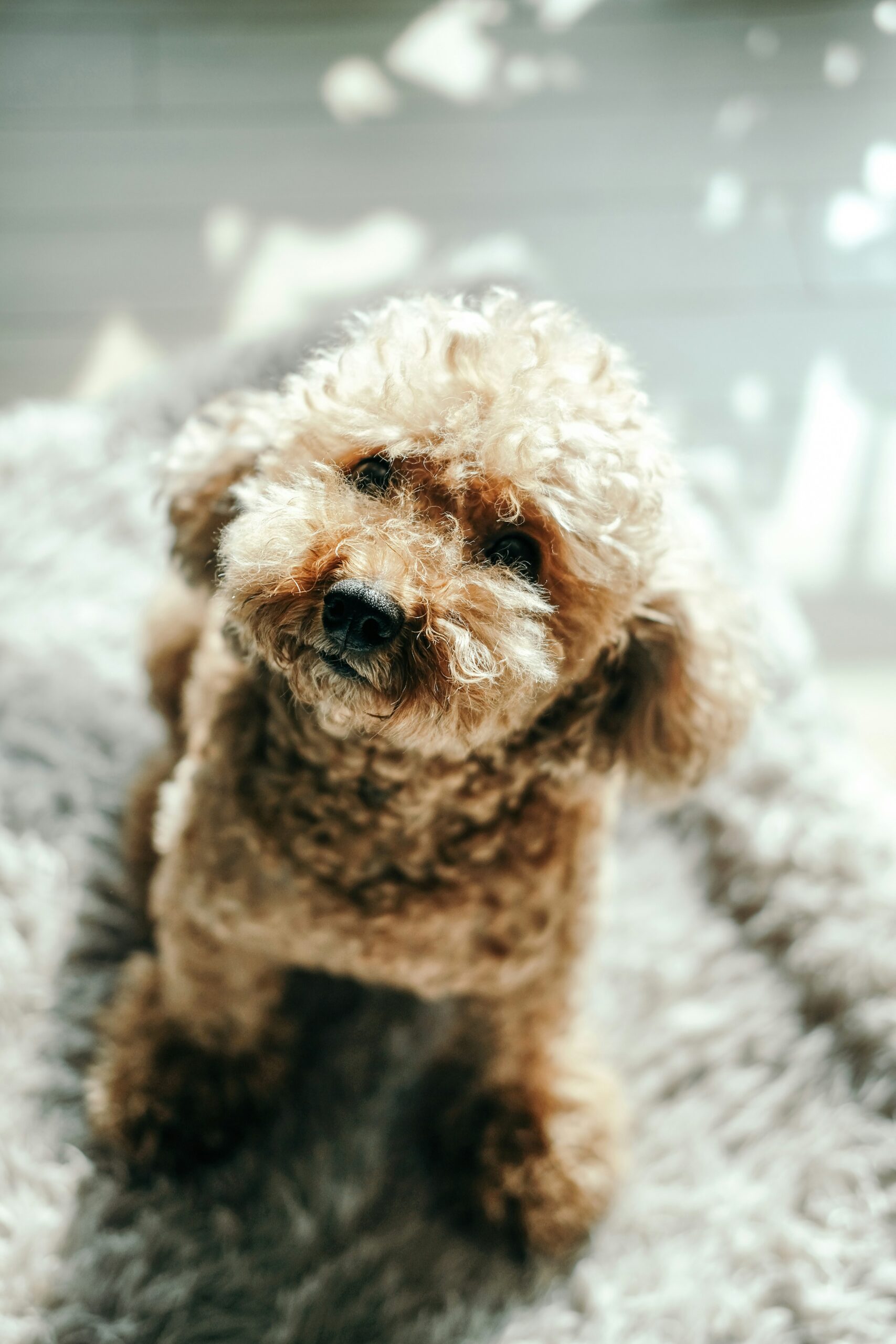 Small curly poodle sitting on a fluffy rug with soft lighting
