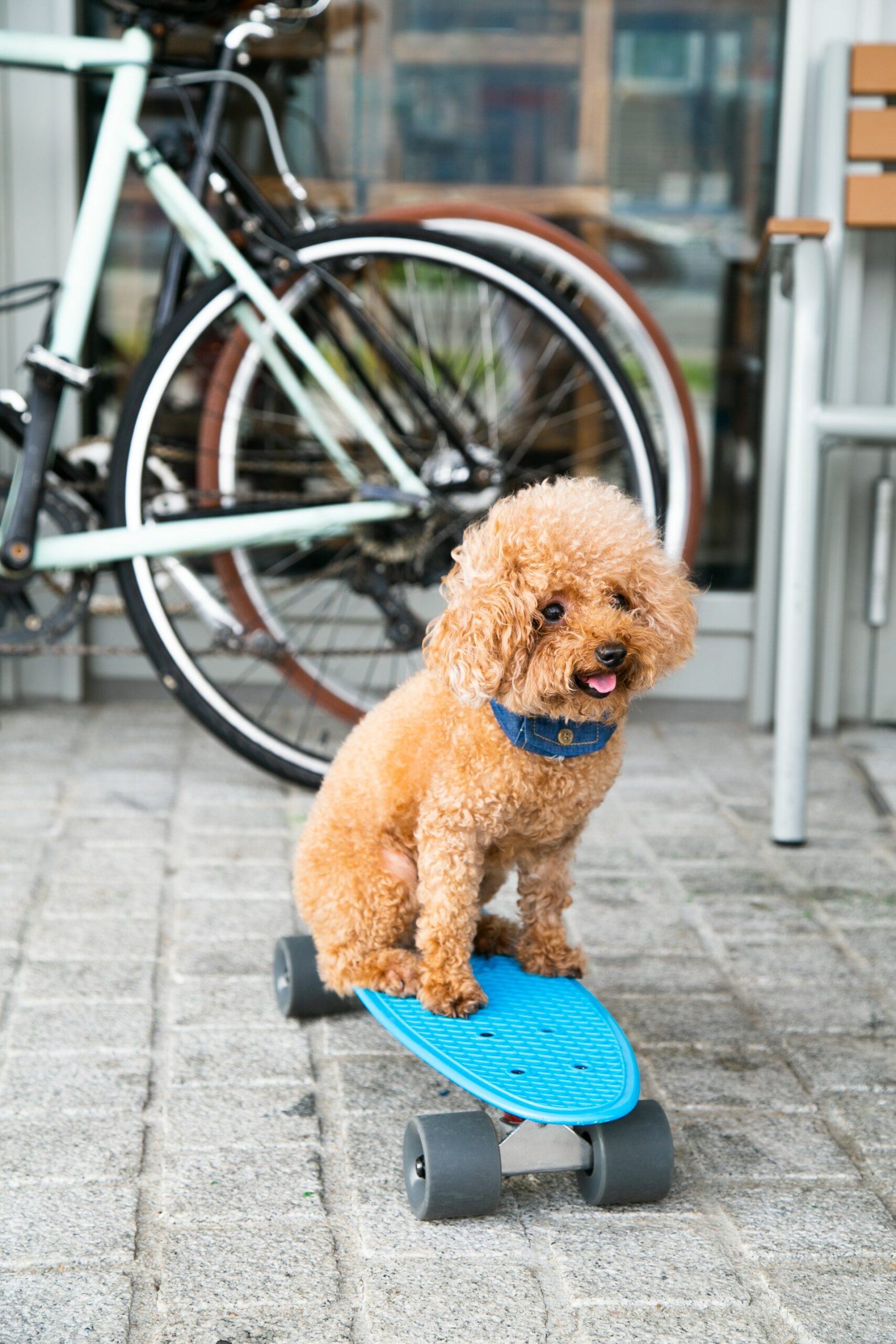 Toy poodle sitting on a blue skateboard near bicycles