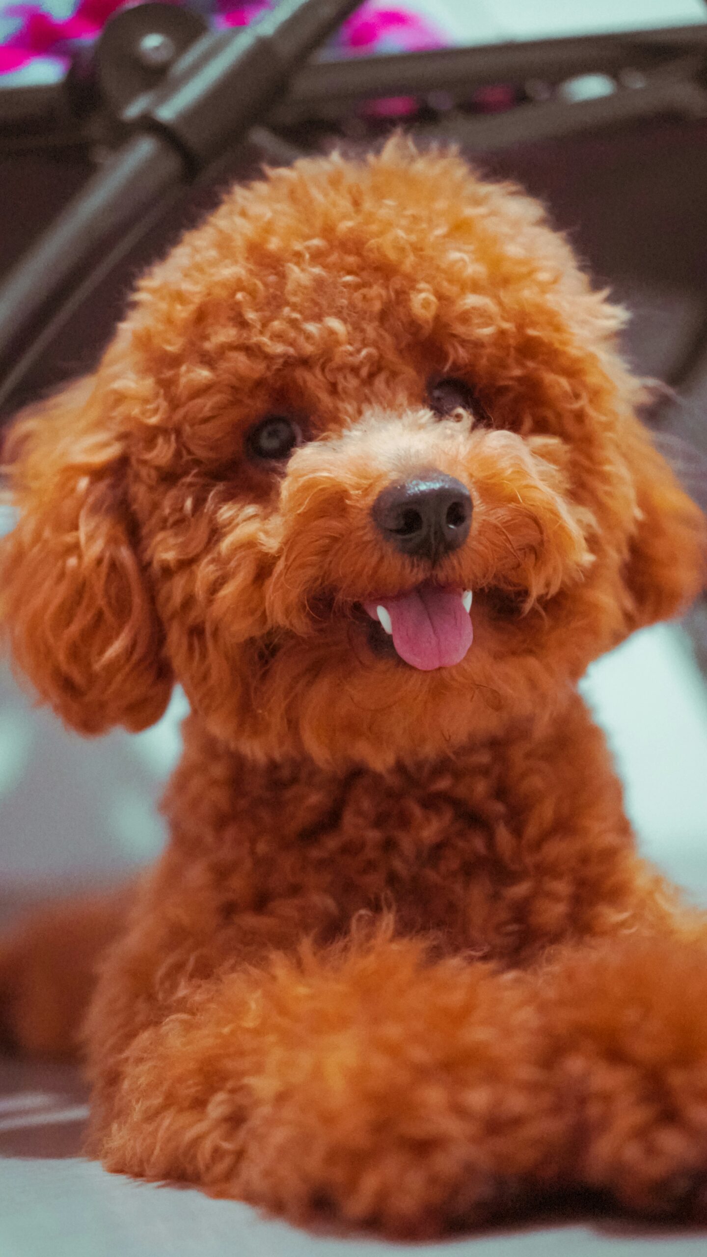 Red toy poodle laying indoors with happy expression and tongue out