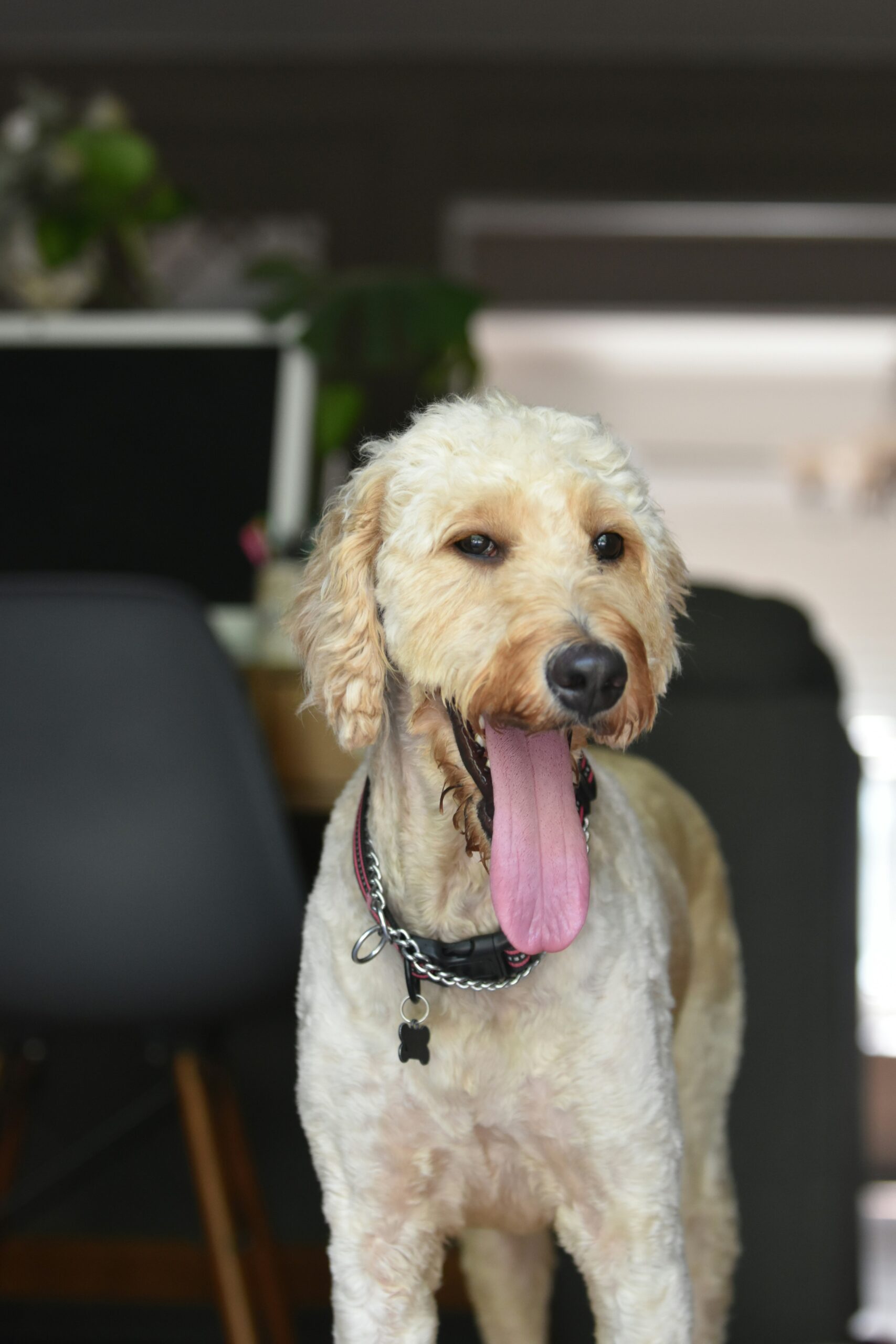 Cream-colored poodle with a short haircut panting happily indoors.