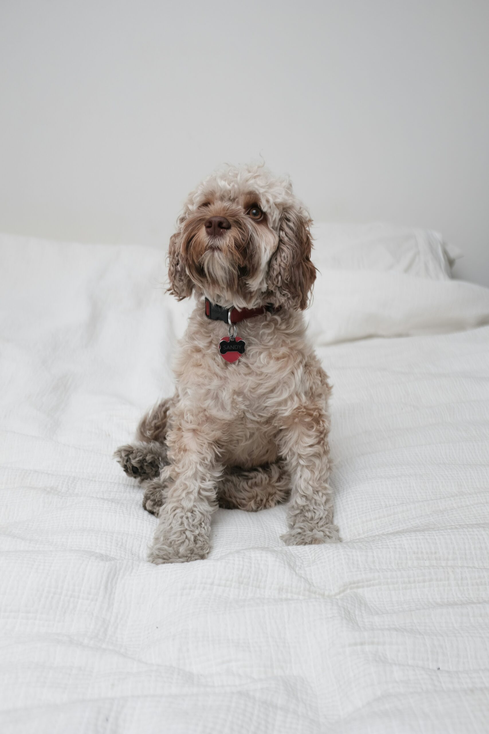 Curly cream poodle sitting on a white bed with red collar and name tag