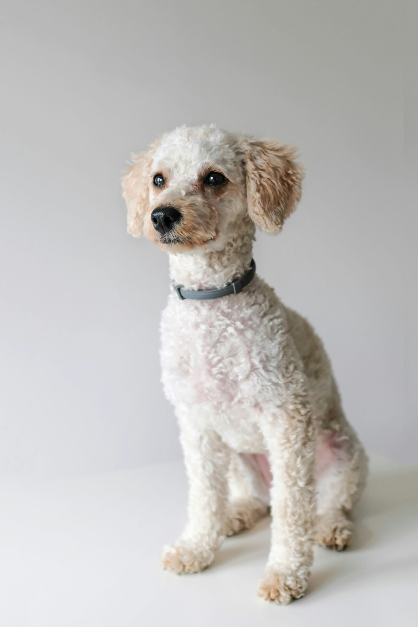 White poodle sitting against a plain background with a short curly coat and dark eyes.