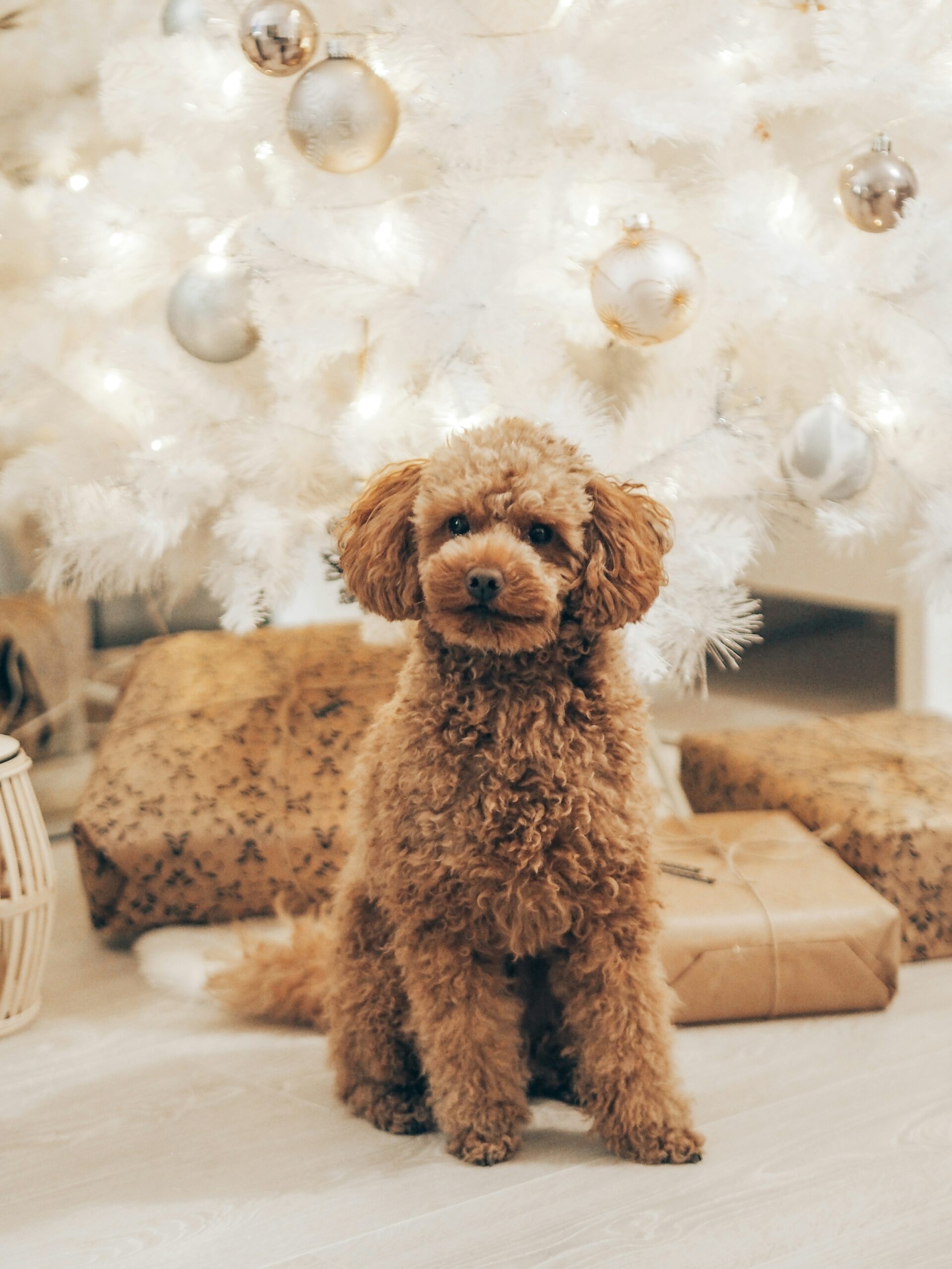 Apricot toy poodle sitting in front of a decorated white Christmas tree with gifts around.