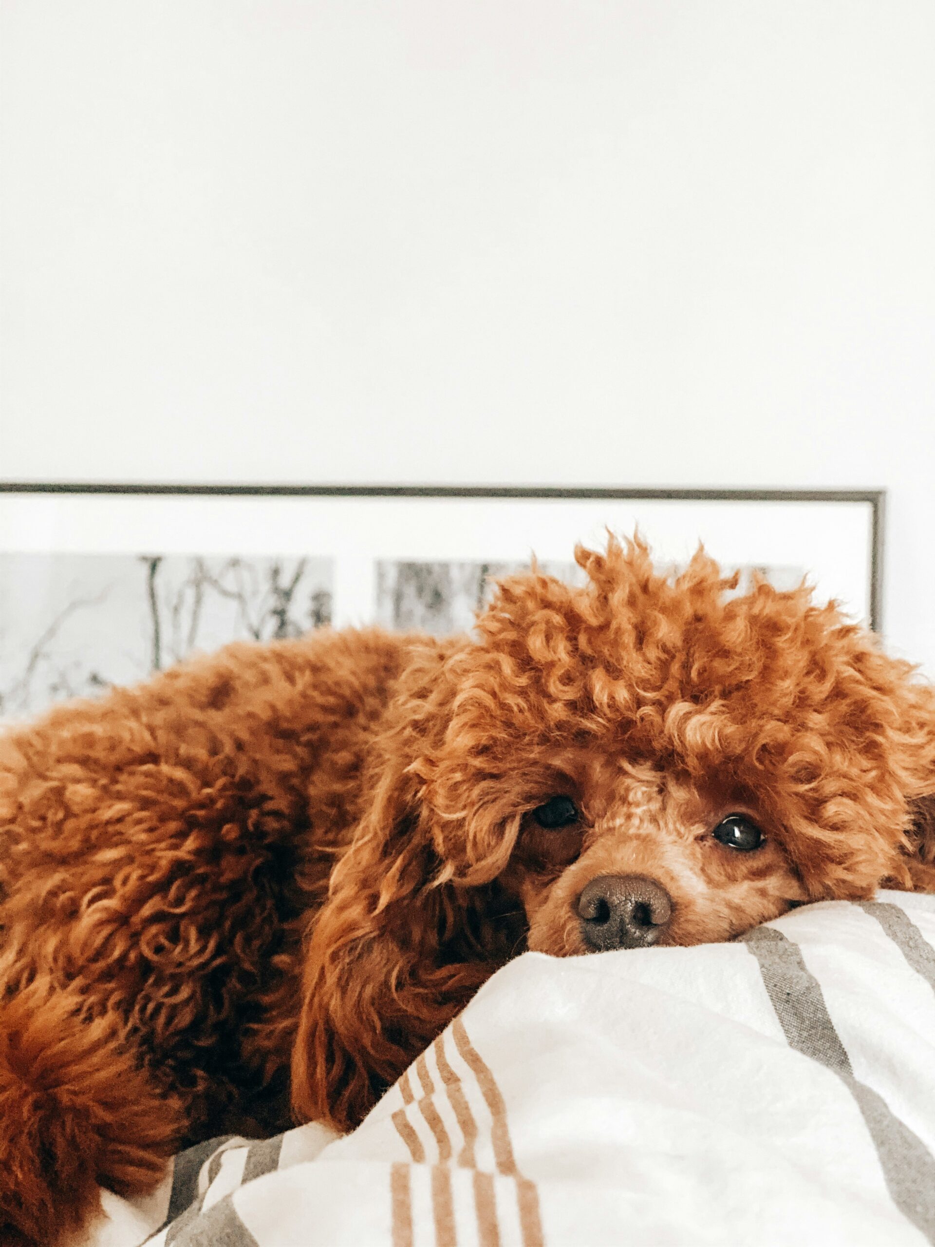 Red toy poodle resting on a bed with white and striped sheets, looking up close to the camera.