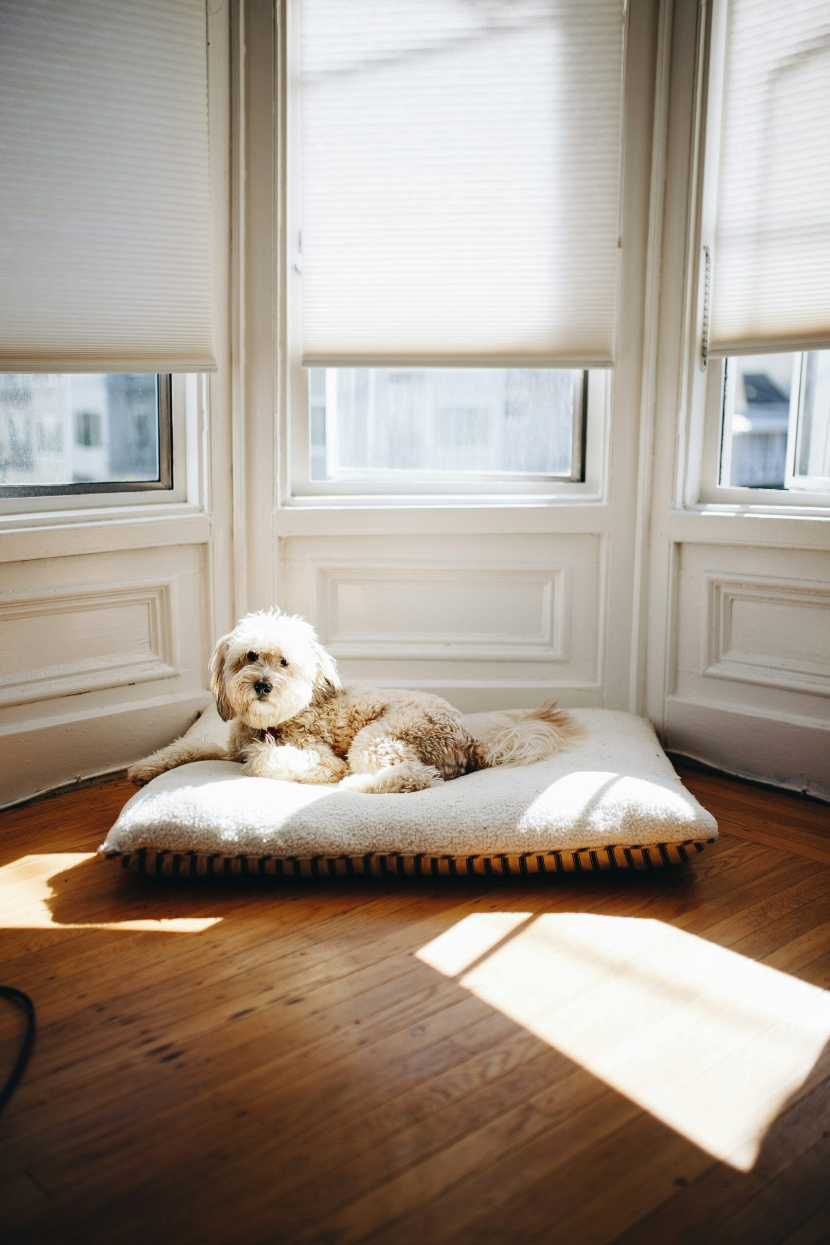 Cream poodle lying on a cozy dog bed in a sunlit room with large windows.