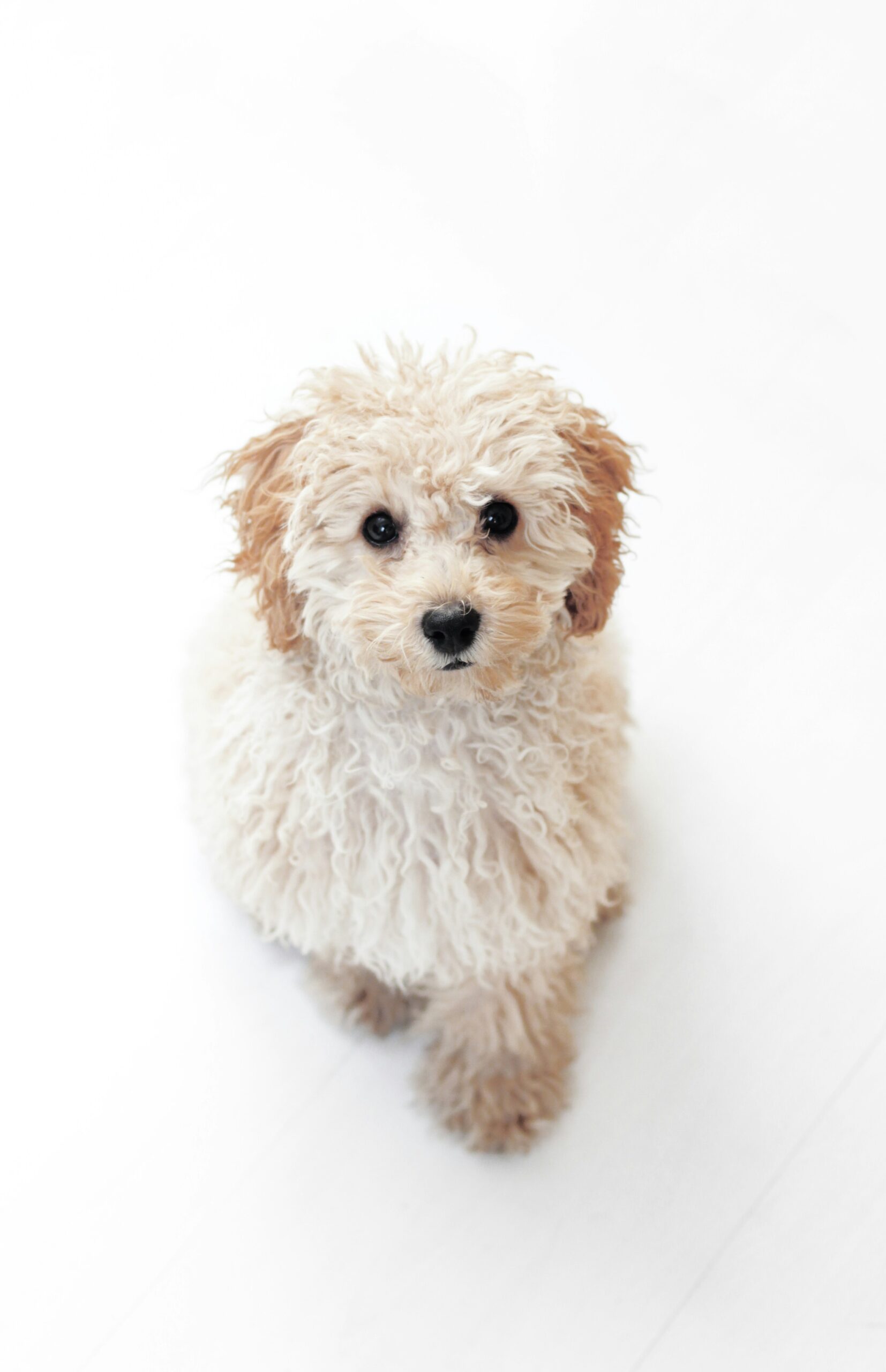 Fluffy cream poodle puppy sitting on a white background, looking up with dark round eyes.
