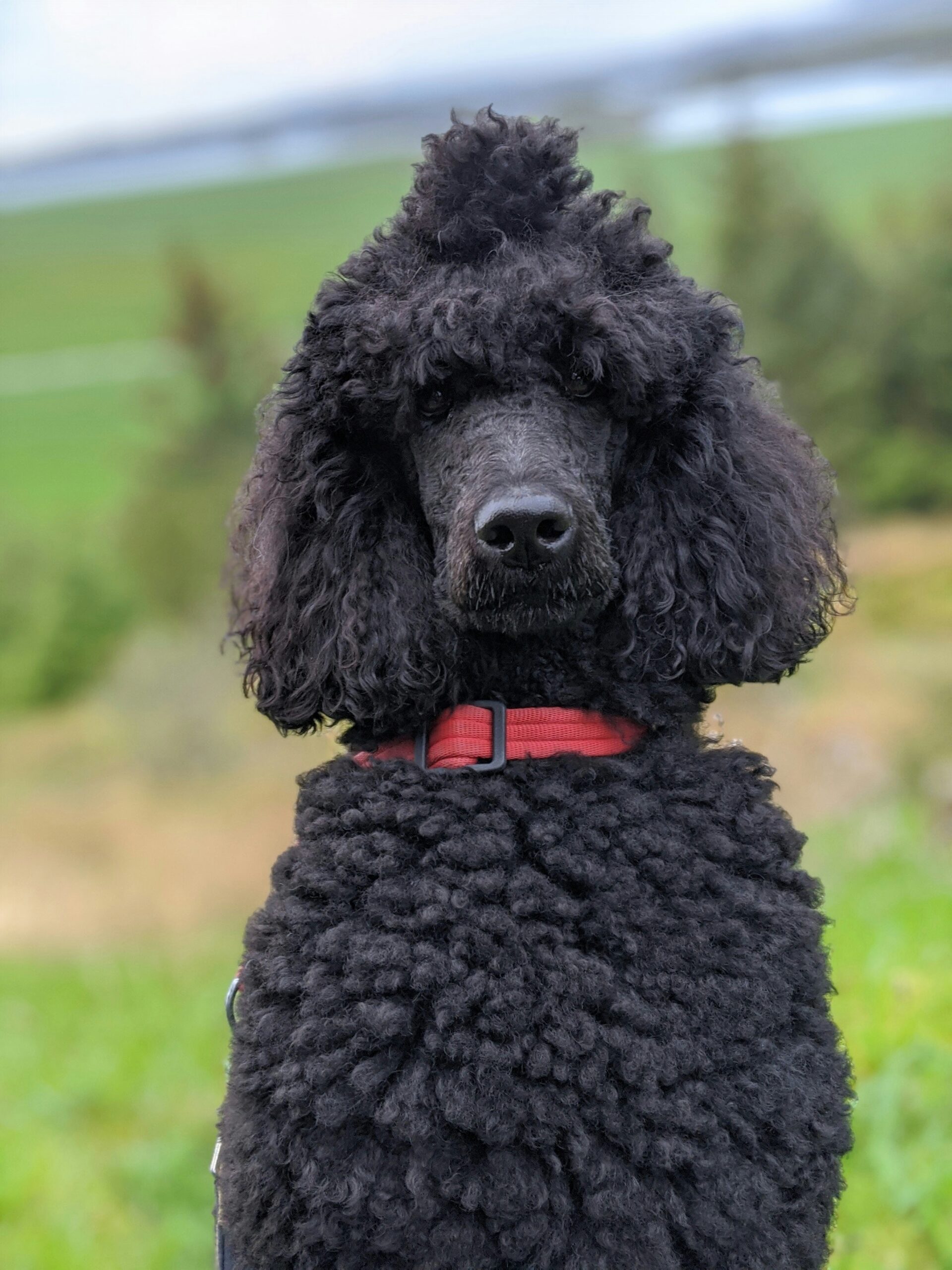 Black standard poodle with a curly coat and red collar standing outdoors with a green blurred background.