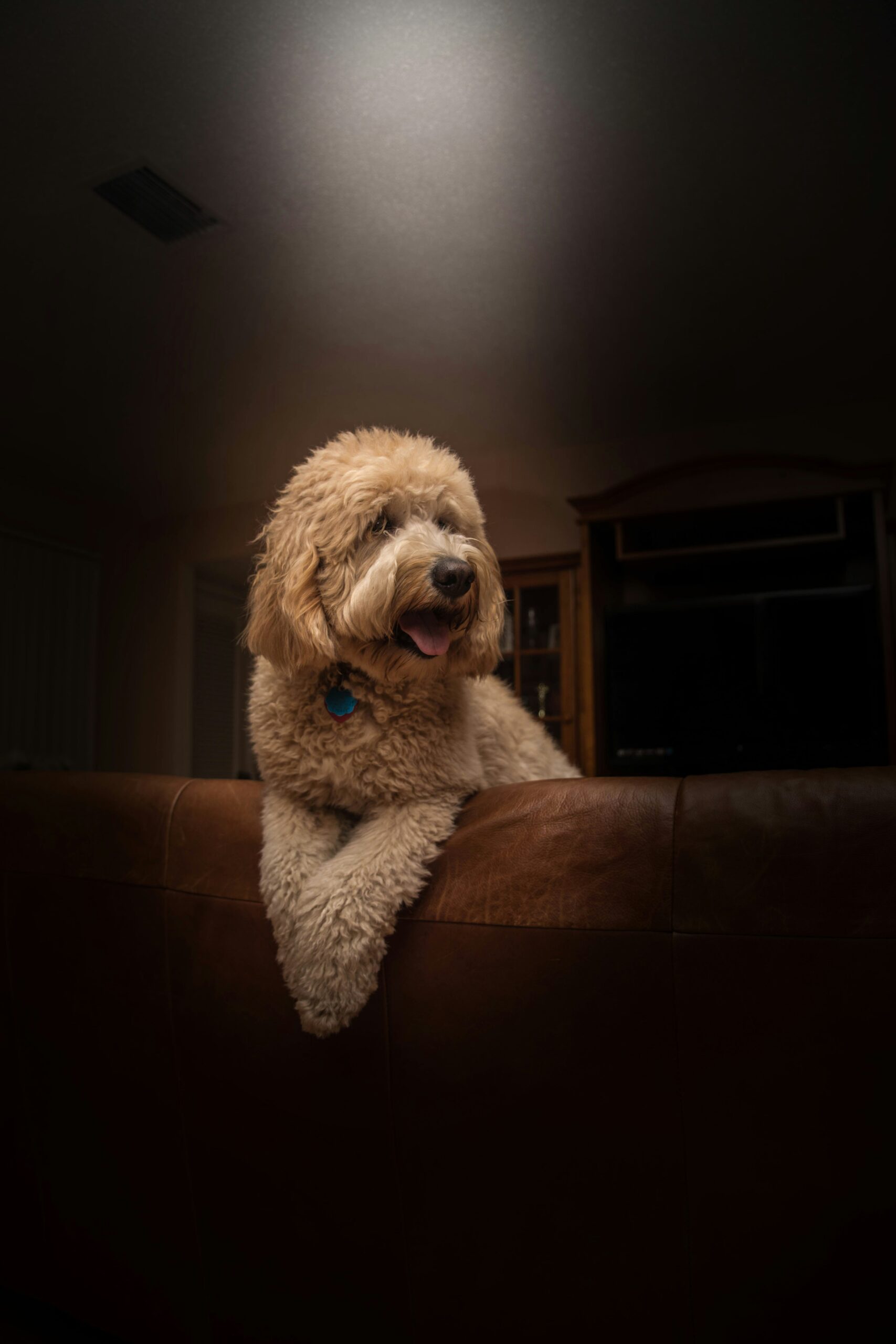 Cream goldendoodle resting on a brown leather couch in a dimly lit room.