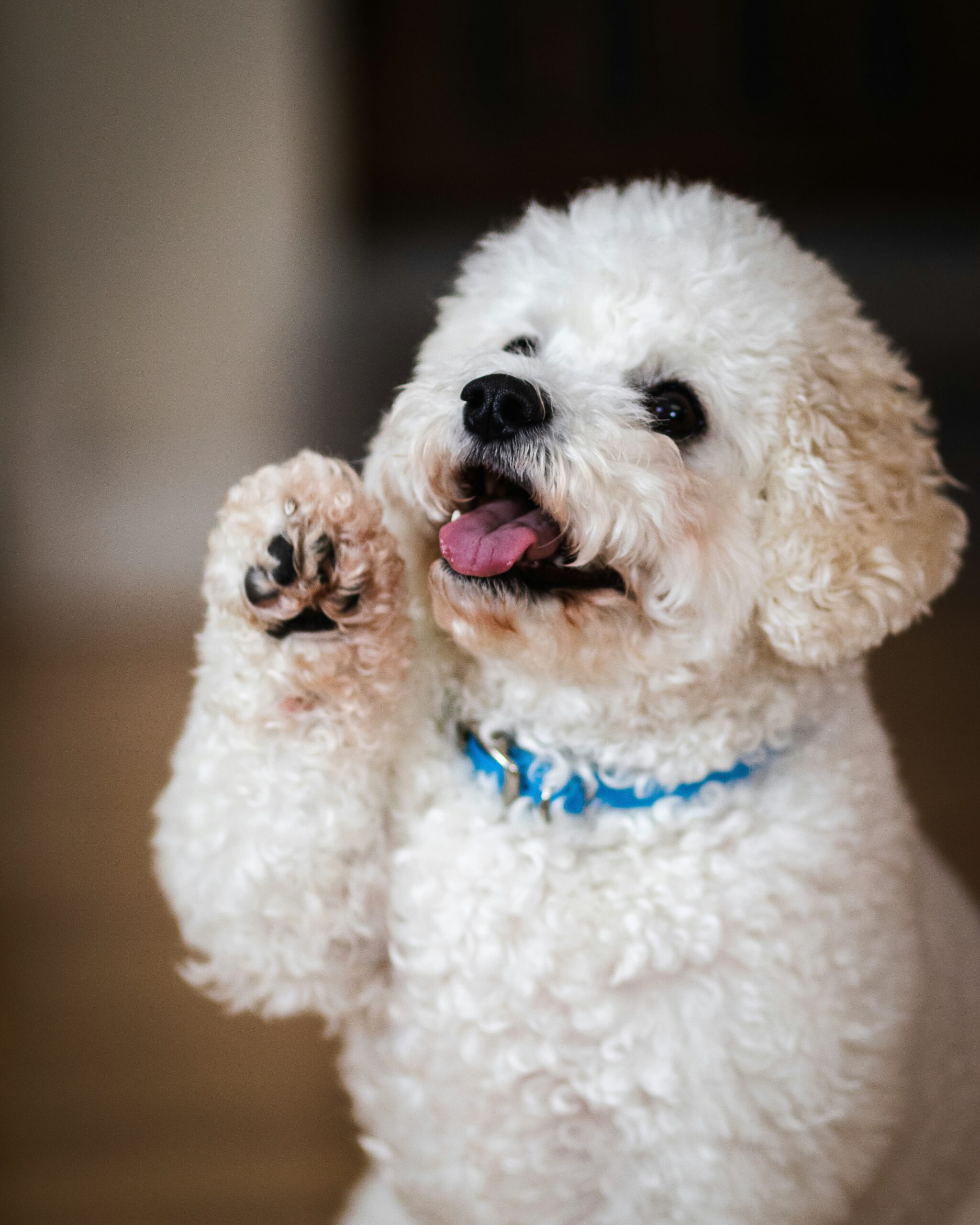 Curly white poodle sitting upright with a blue collar, raising its paw playfully.