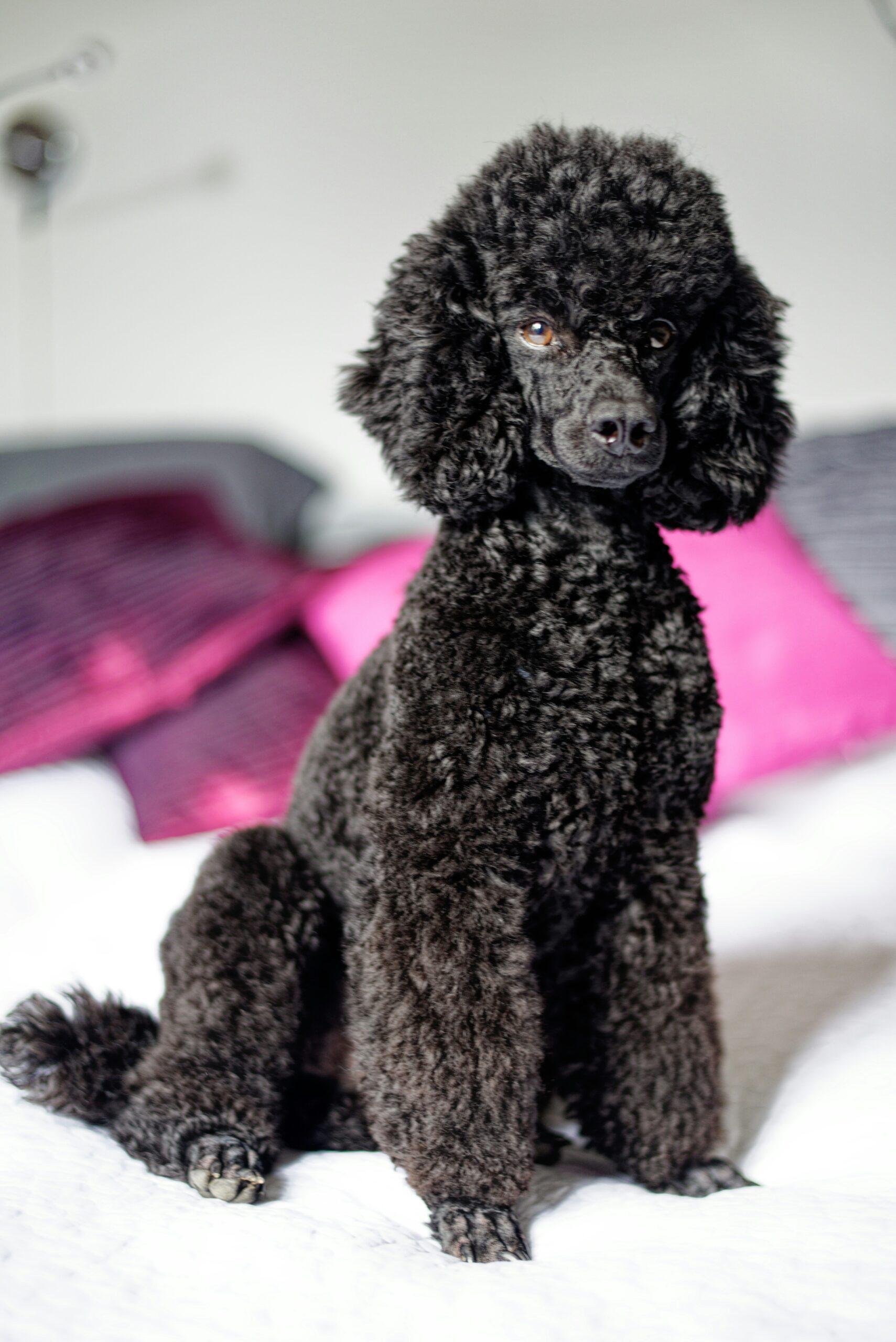 Black miniature poodle sitting on a bed with pink and gray pillows in the background.