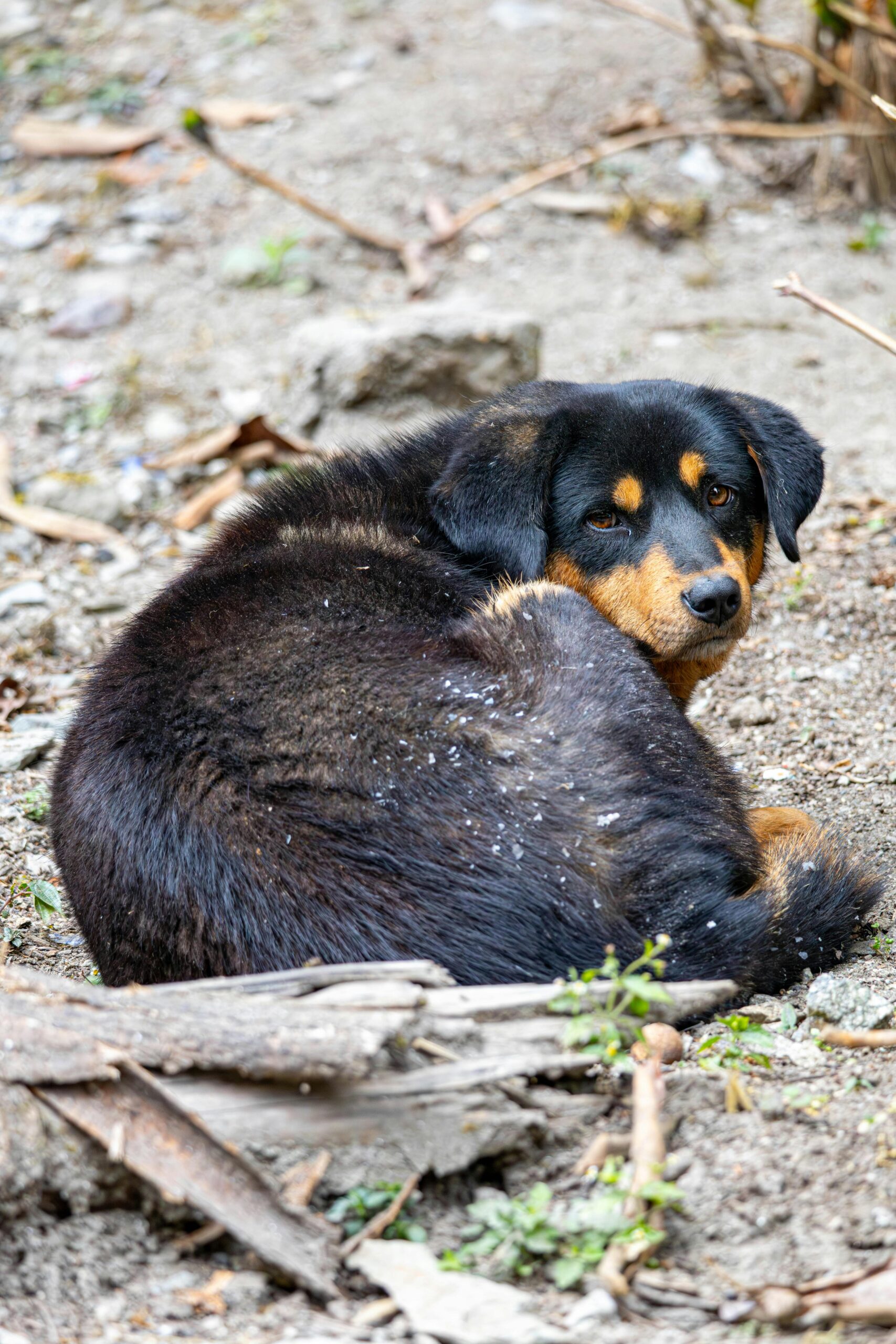 Rottweiler curled up and resting on a dirt ground outdoors.