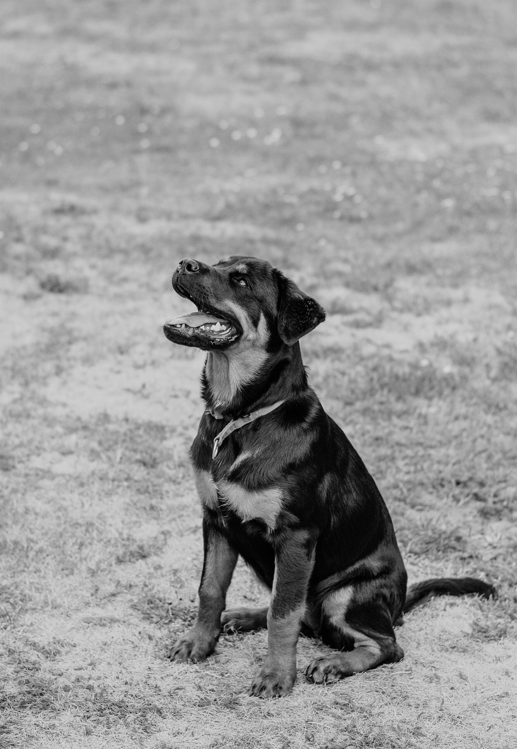 Black and white photo of a Rottweiler sitting on the grass looking upward.