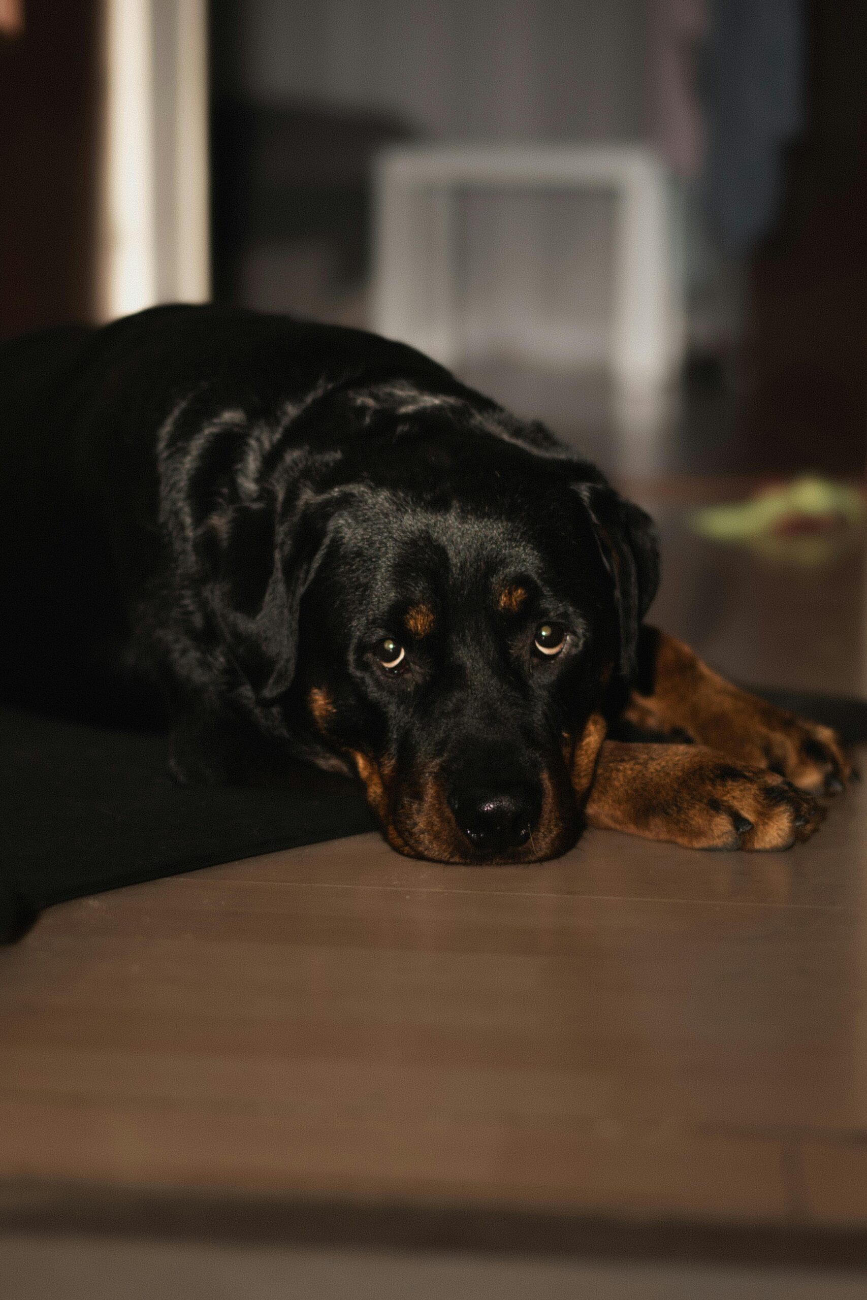 Rottweiler lying down indoors with sad eyes, resting its head on the floor.