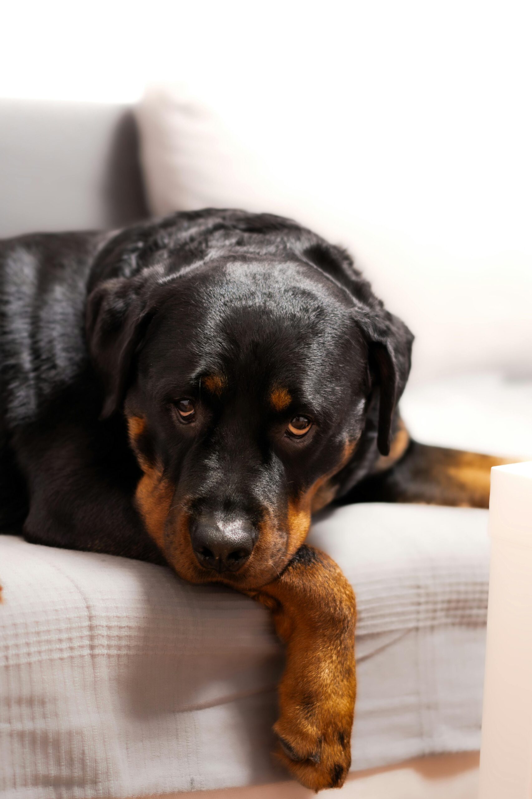 Close-up of a relaxed Rottweiler lying on a grey couch, looking calm and peaceful.