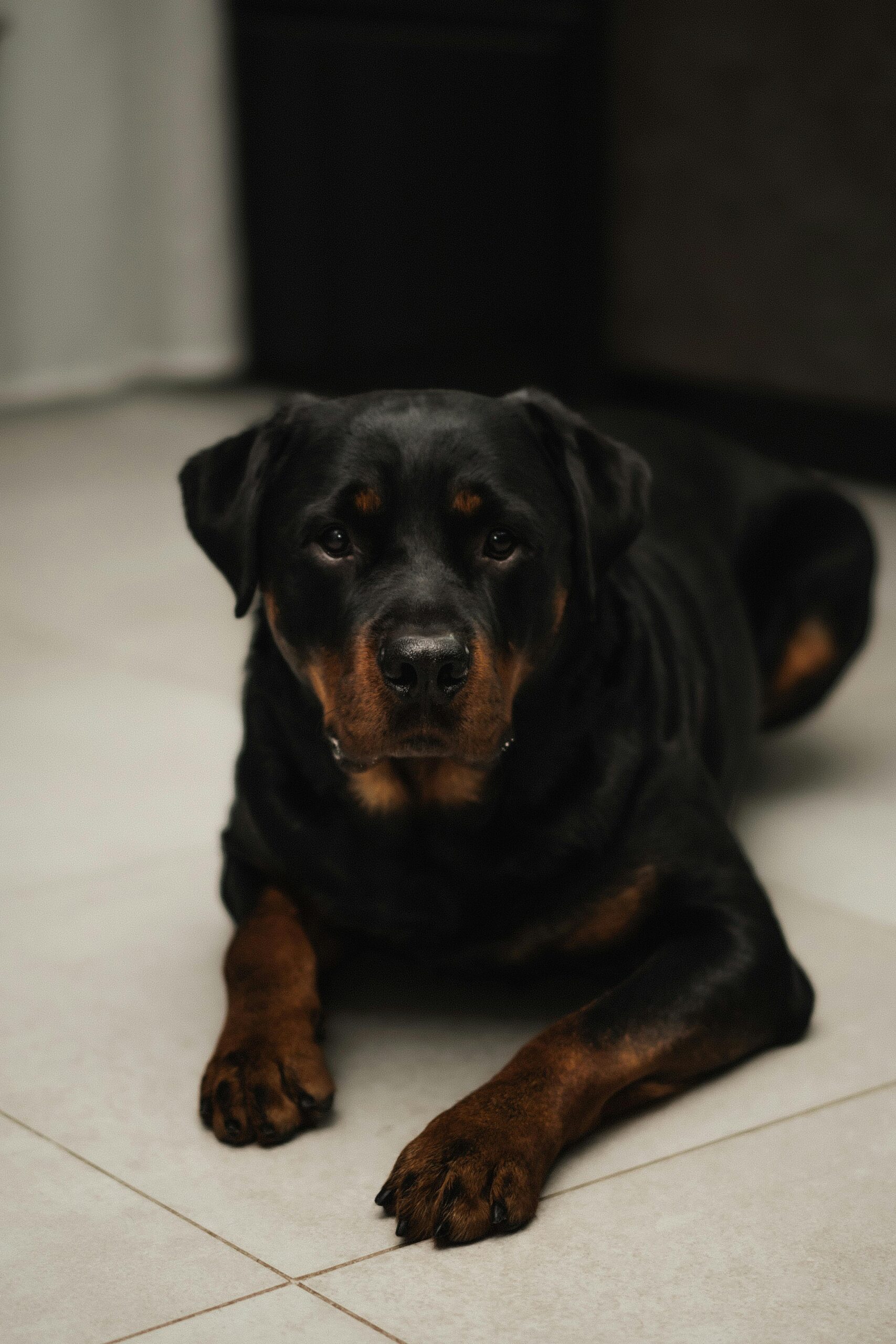 Rottweiler lying on tiled floor, staring directly at the camera with a serious expression.