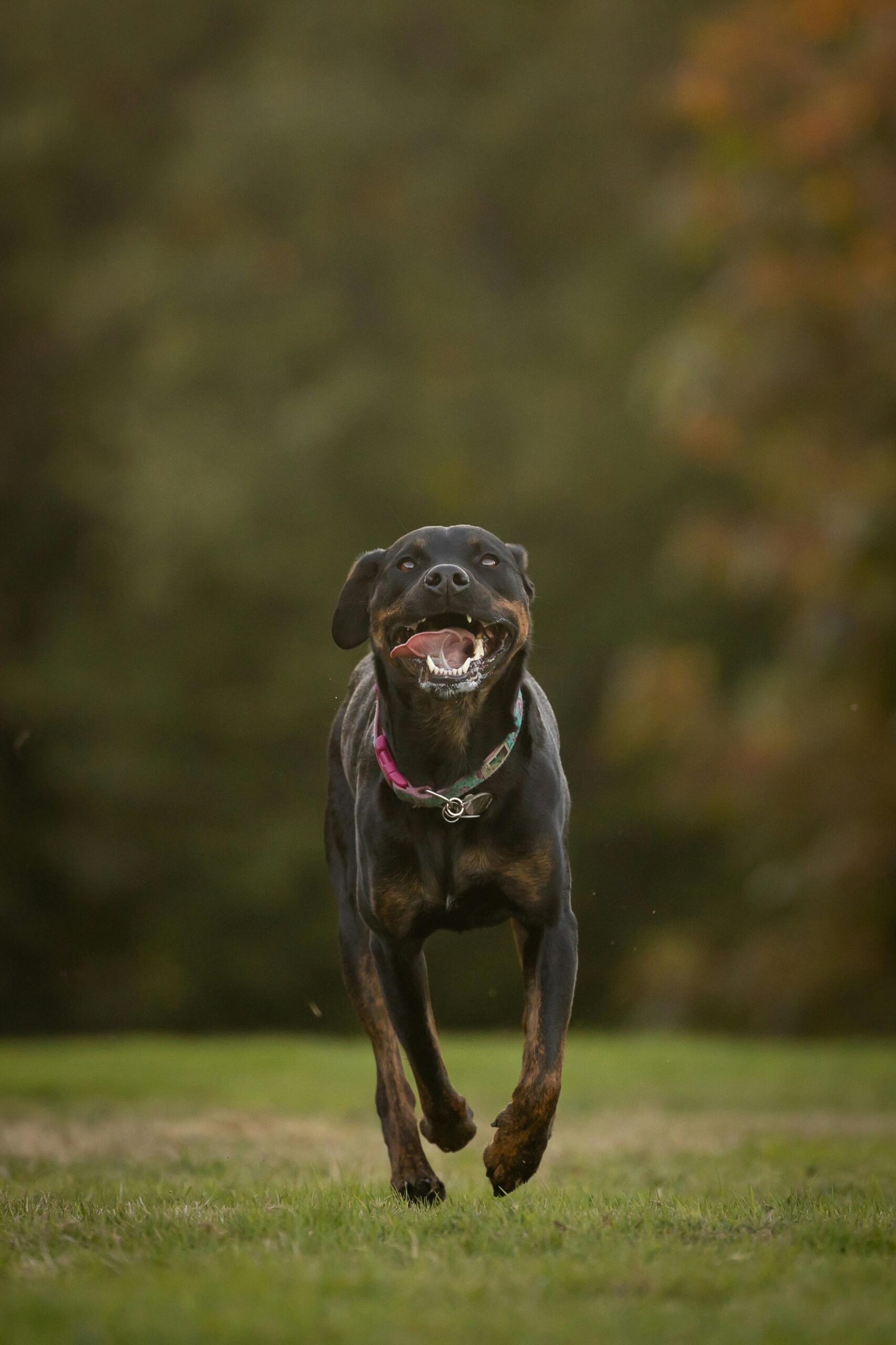 Energetic Rottweiler running outdoors on green grass, mouth open in a joyful expression.