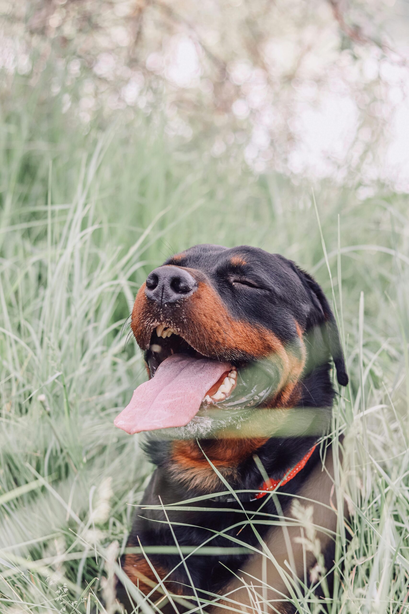 Happy Rottweiler sitting in tall grass, tongue out and eyes closed, enjoying the sunshine.
