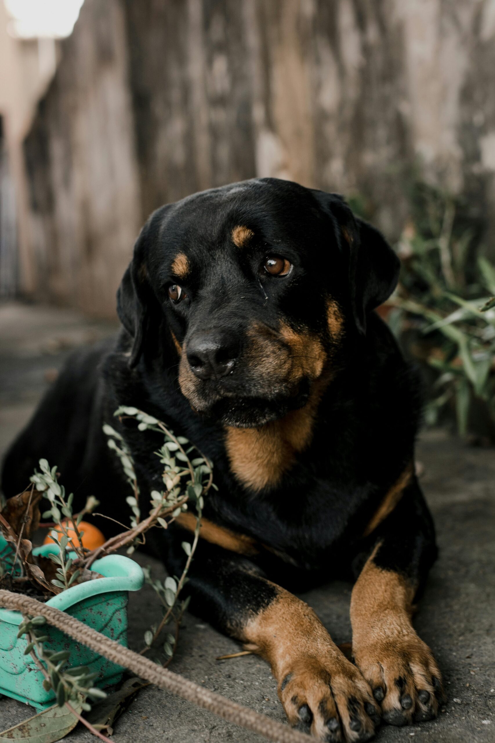 Rottweiler resting on the ground next to a green pot, with a thoughtful gaze.