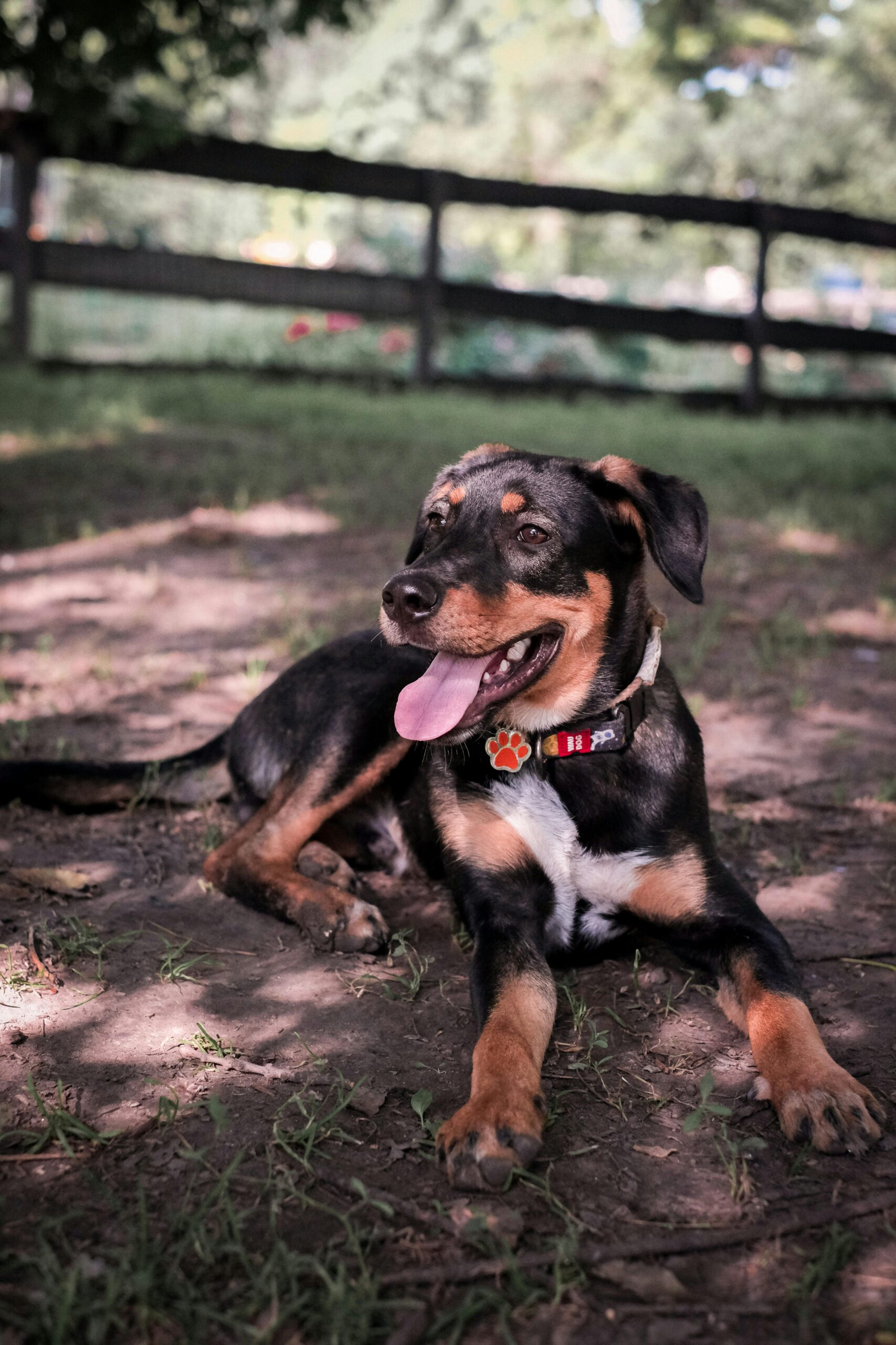 Young Rottweiler mix dog lying in the dirt, tongue out and panting under tree shade.