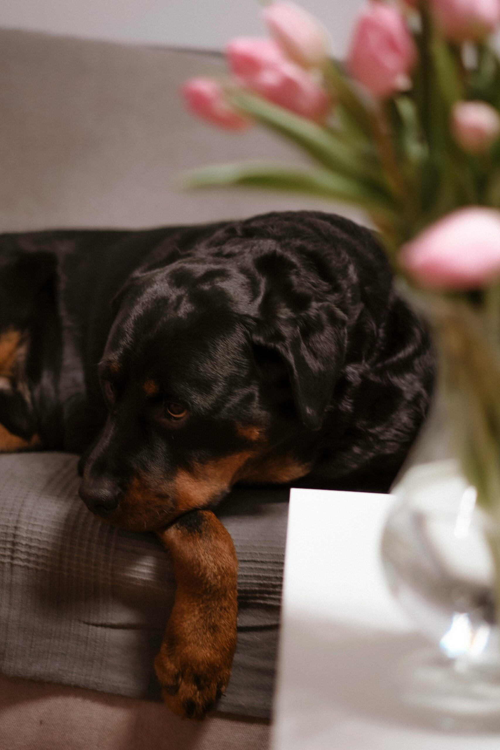 Rottweiler lying on a couch with a sad expression, pink tulips in the foreground.