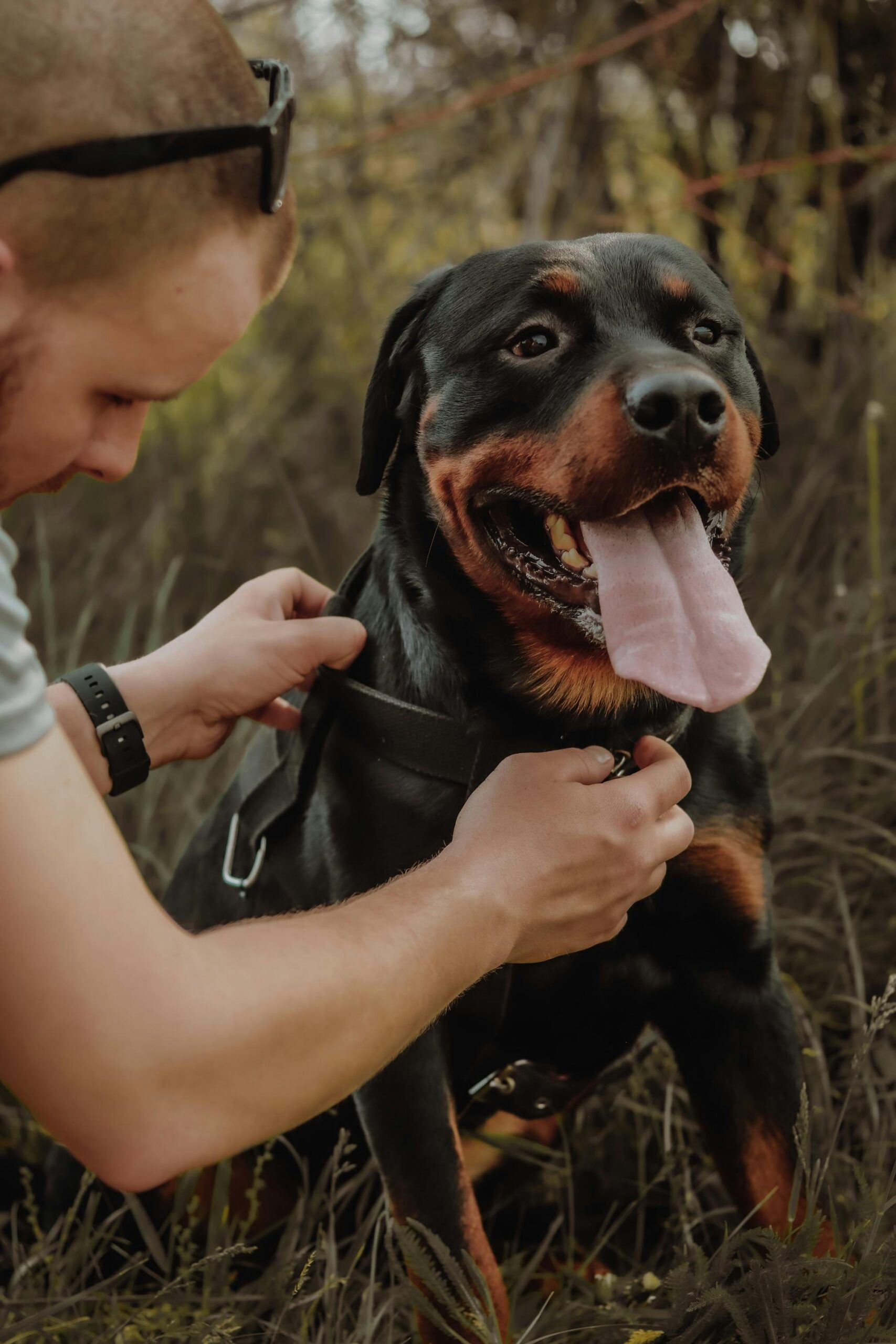 Rottweiler sitting in tall grass, panting with tongue out, while a person adjusts its harness.