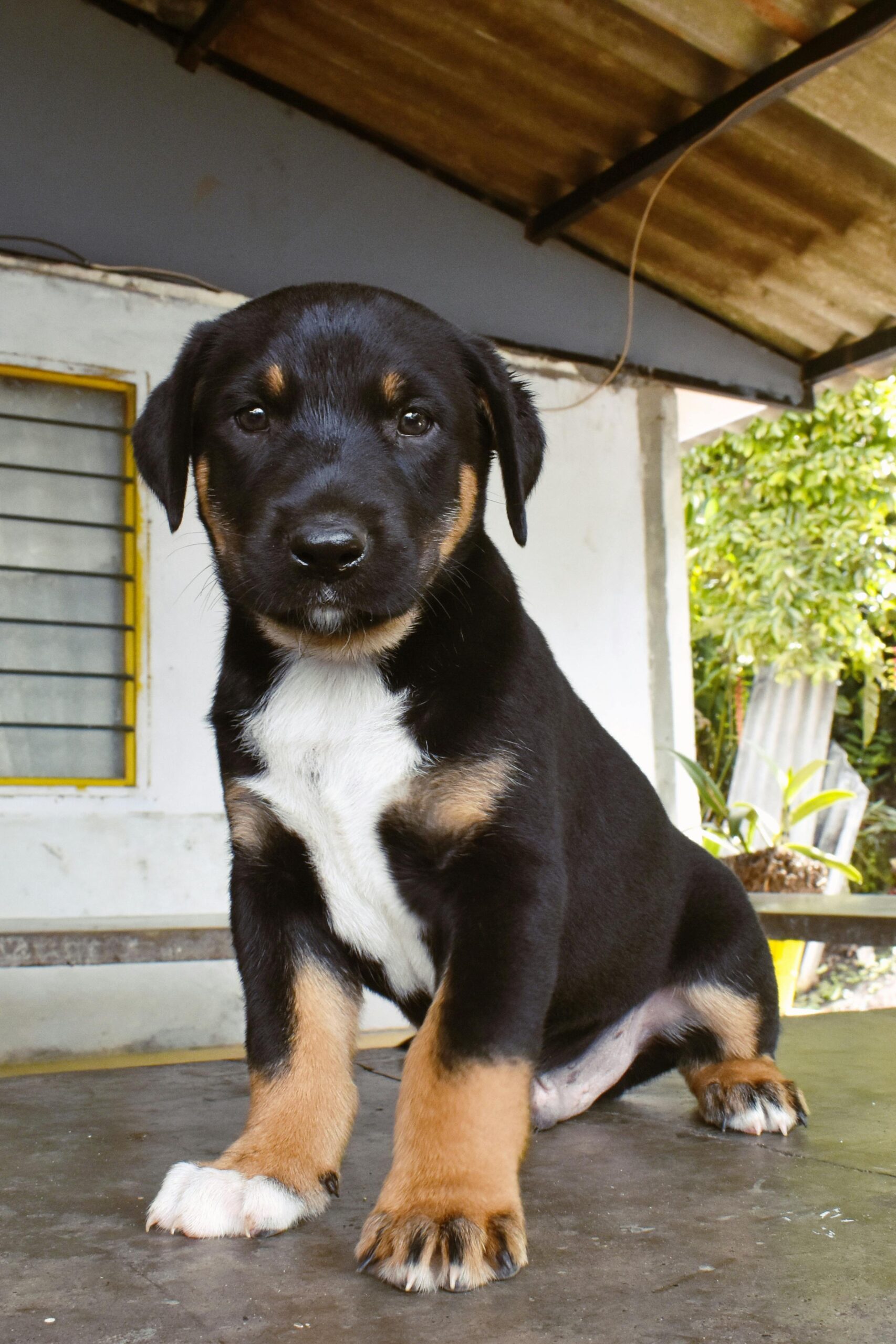 Adorable Rottweiler puppy sitting on a porch looking curiously at the camera.