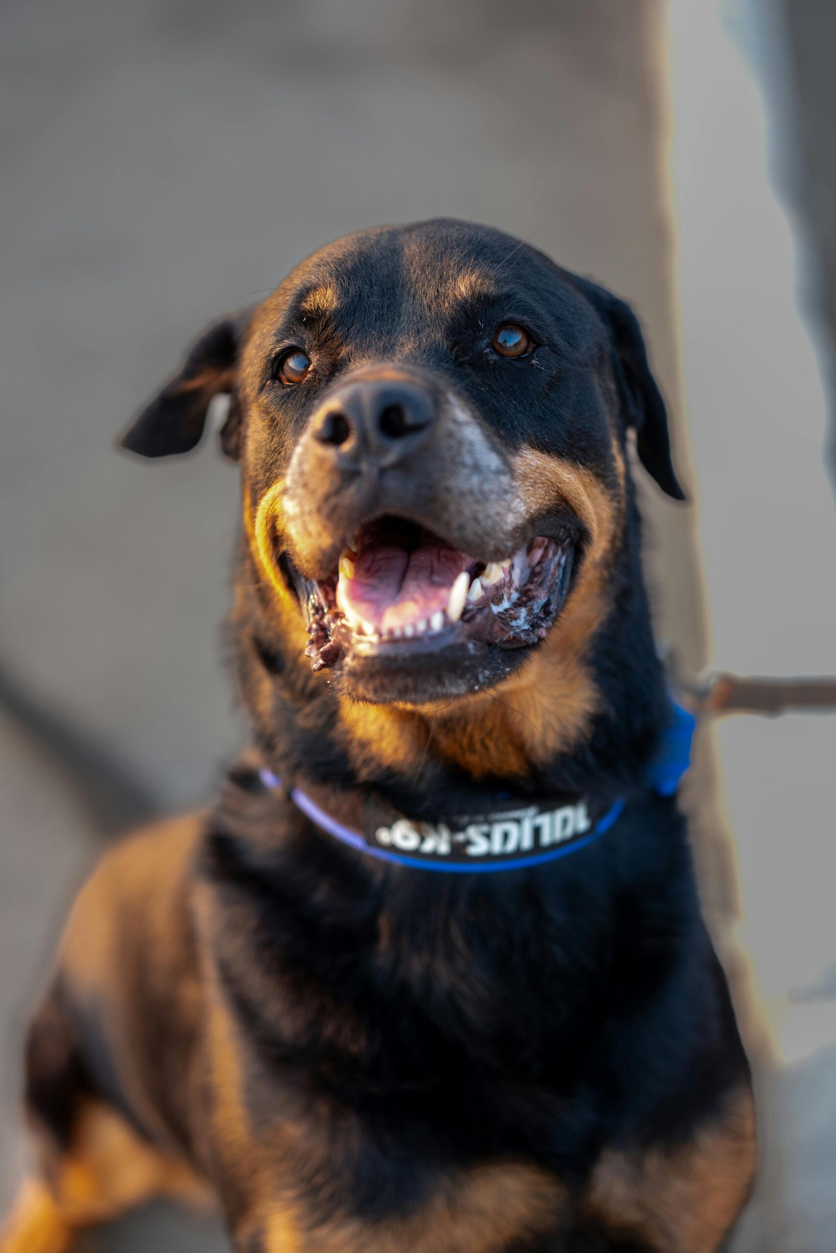 Happy Rottweiler with a black collar smiling under the sunlight.