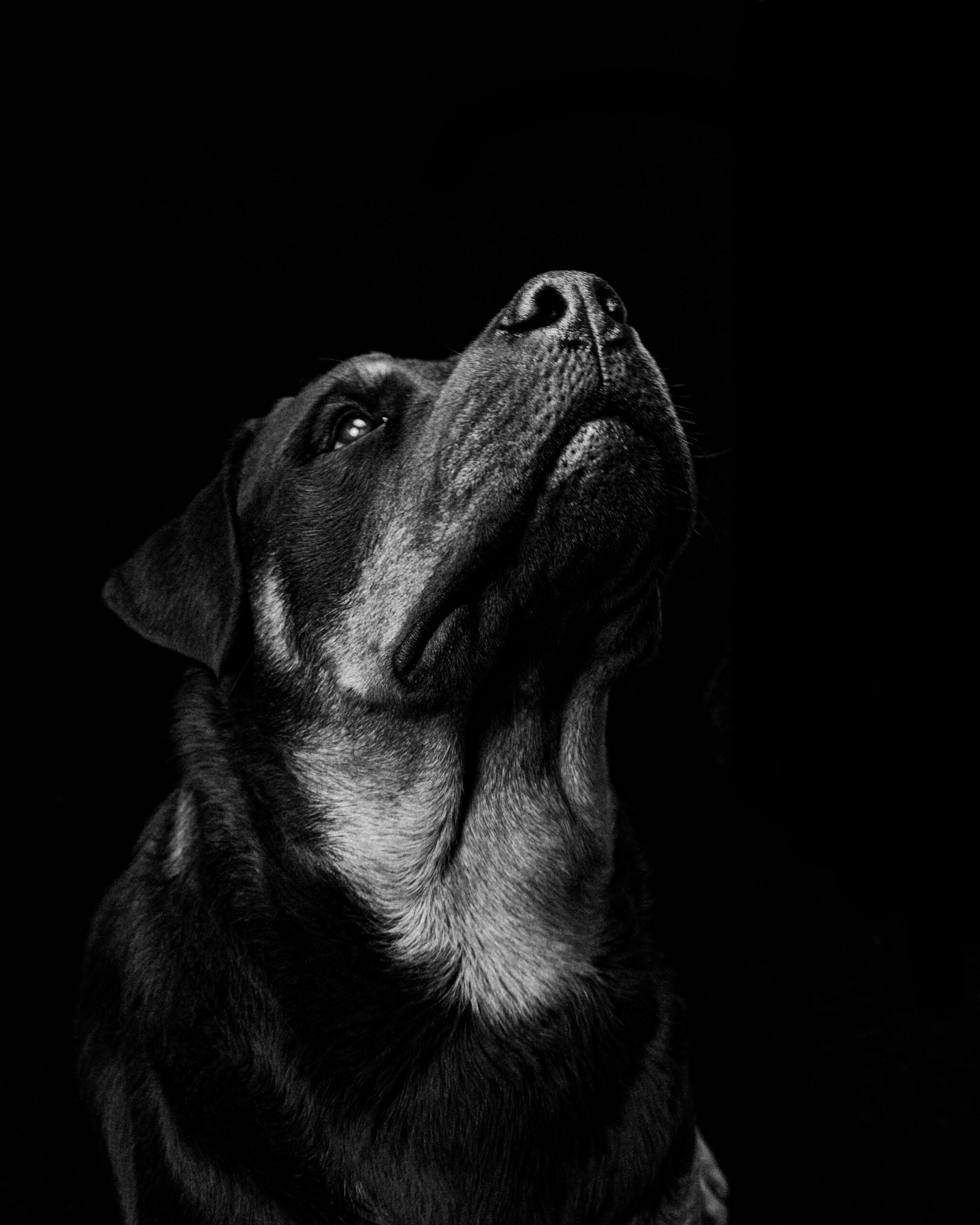 Black and white portrait of a Rottweiler gazing upwards in dramatic lighting.