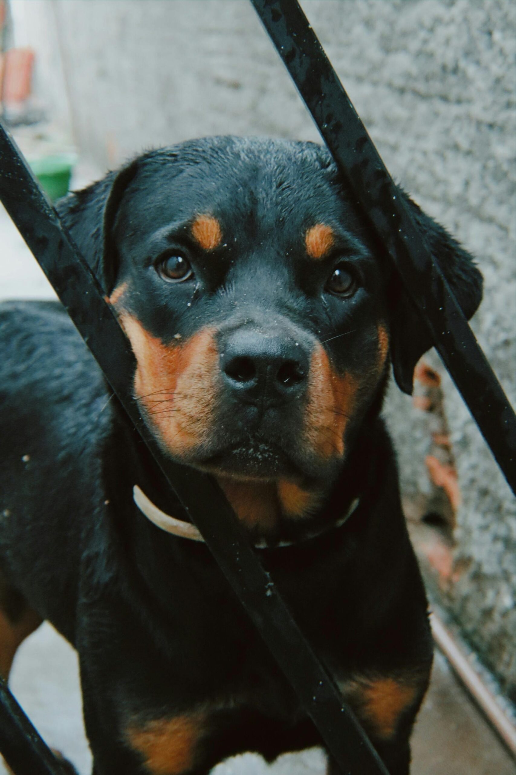 Close-up of a young Rottweiler looking through a metal fence.