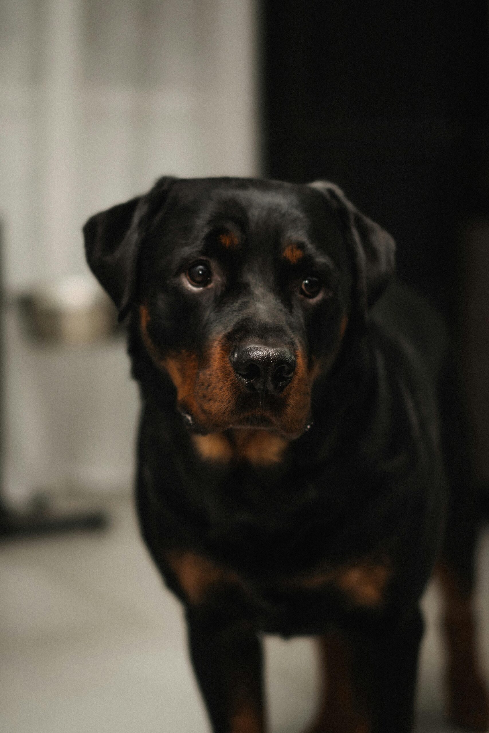 Serious Rottweiler standing indoors on a tiled floor.