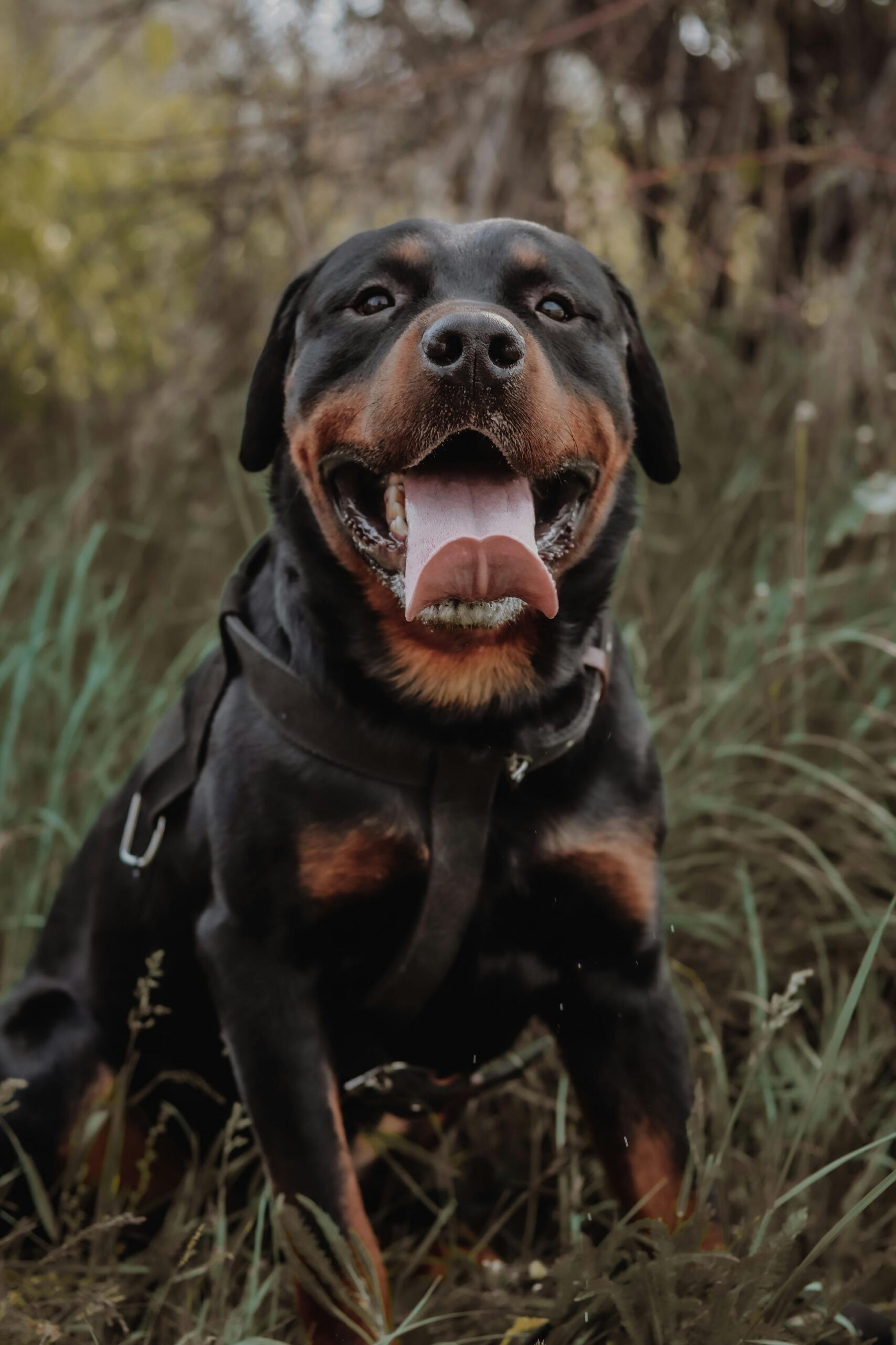Smiling Rottweiler wearing a harness sitting in a grassy field.