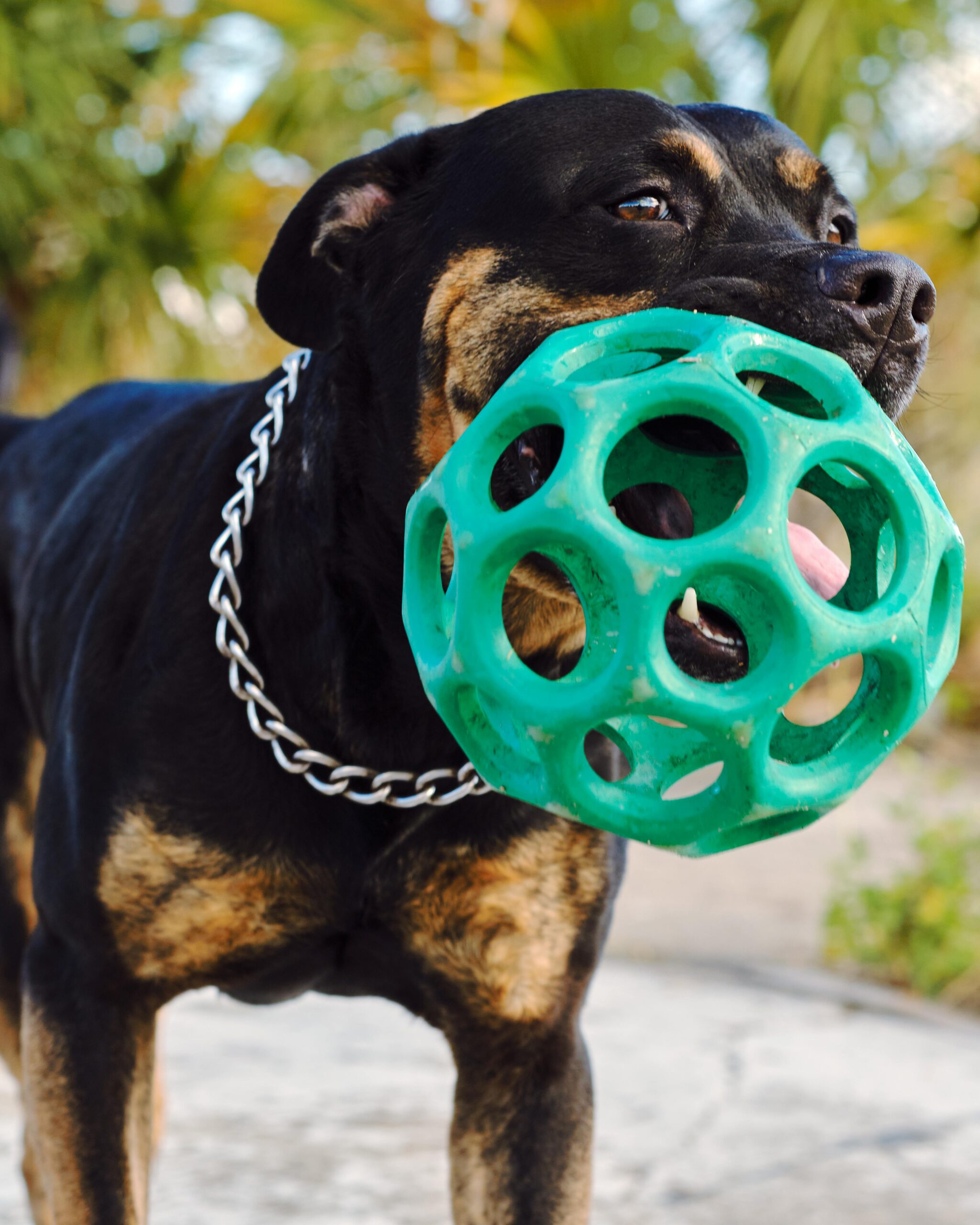 Rottweiler holding a green ball toy in its mouth outdoors.
