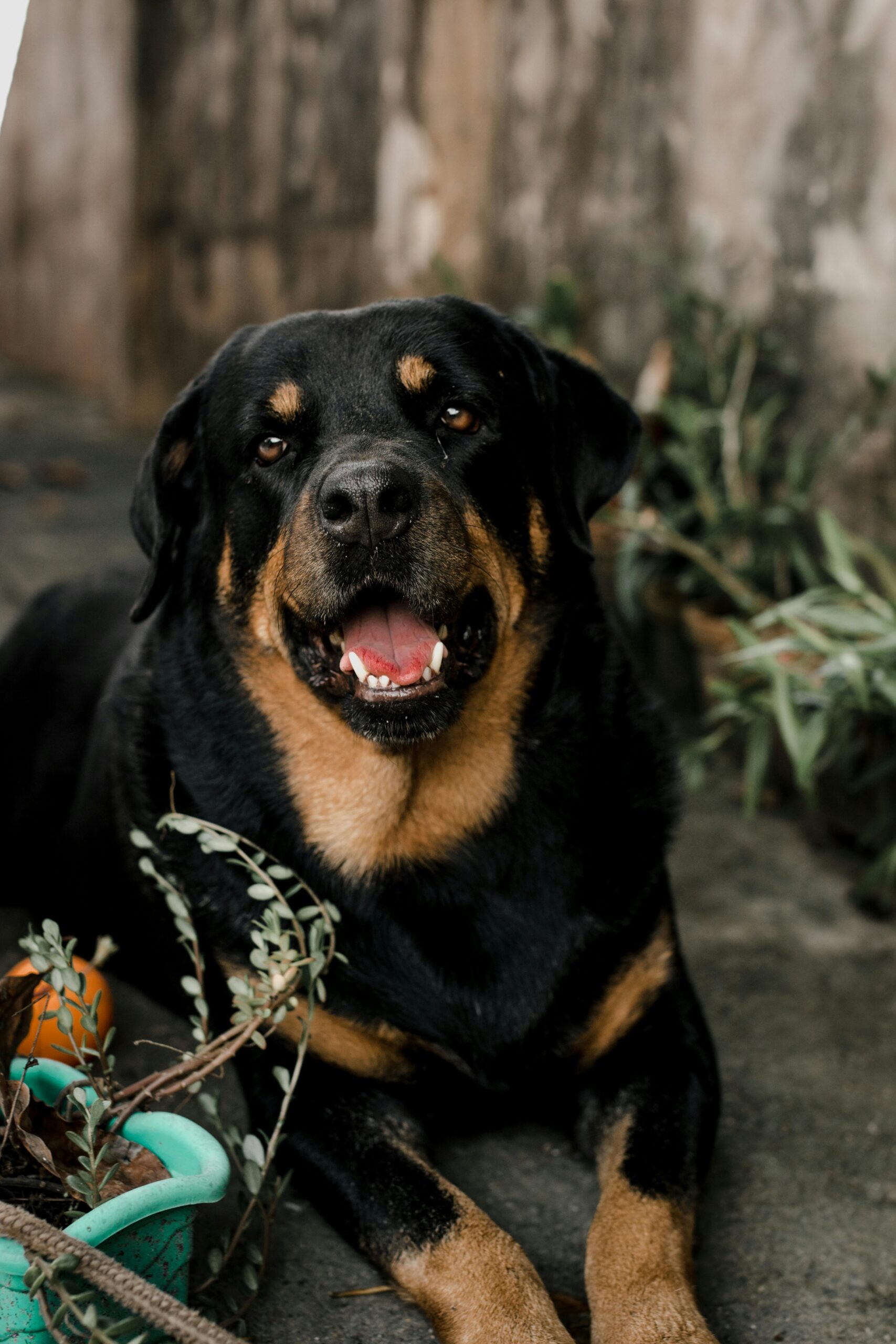Happy Rottweiler lying on the ground next to a potted plant.