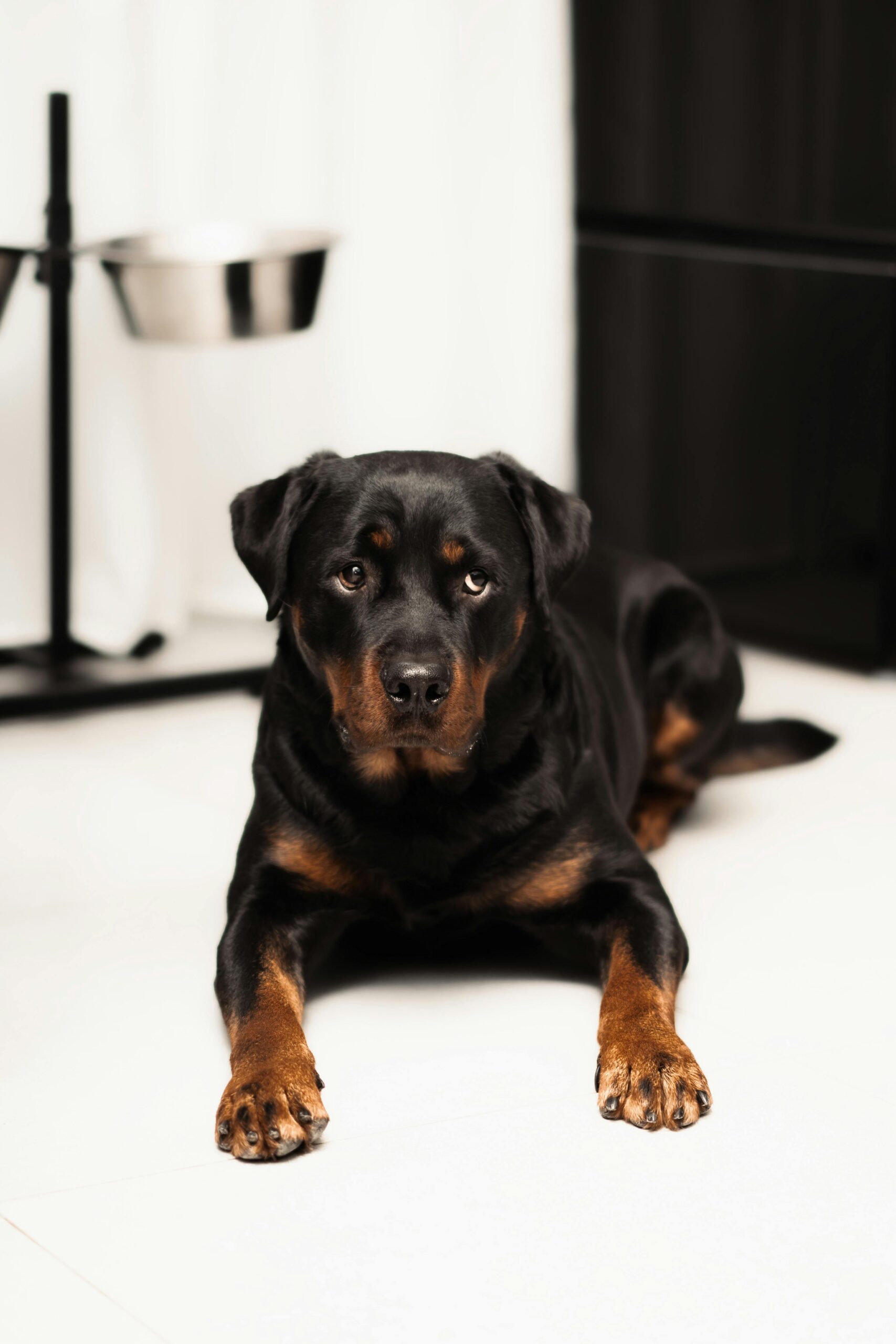 Relaxed Rottweiler lying on a white floor beside a food bowl.