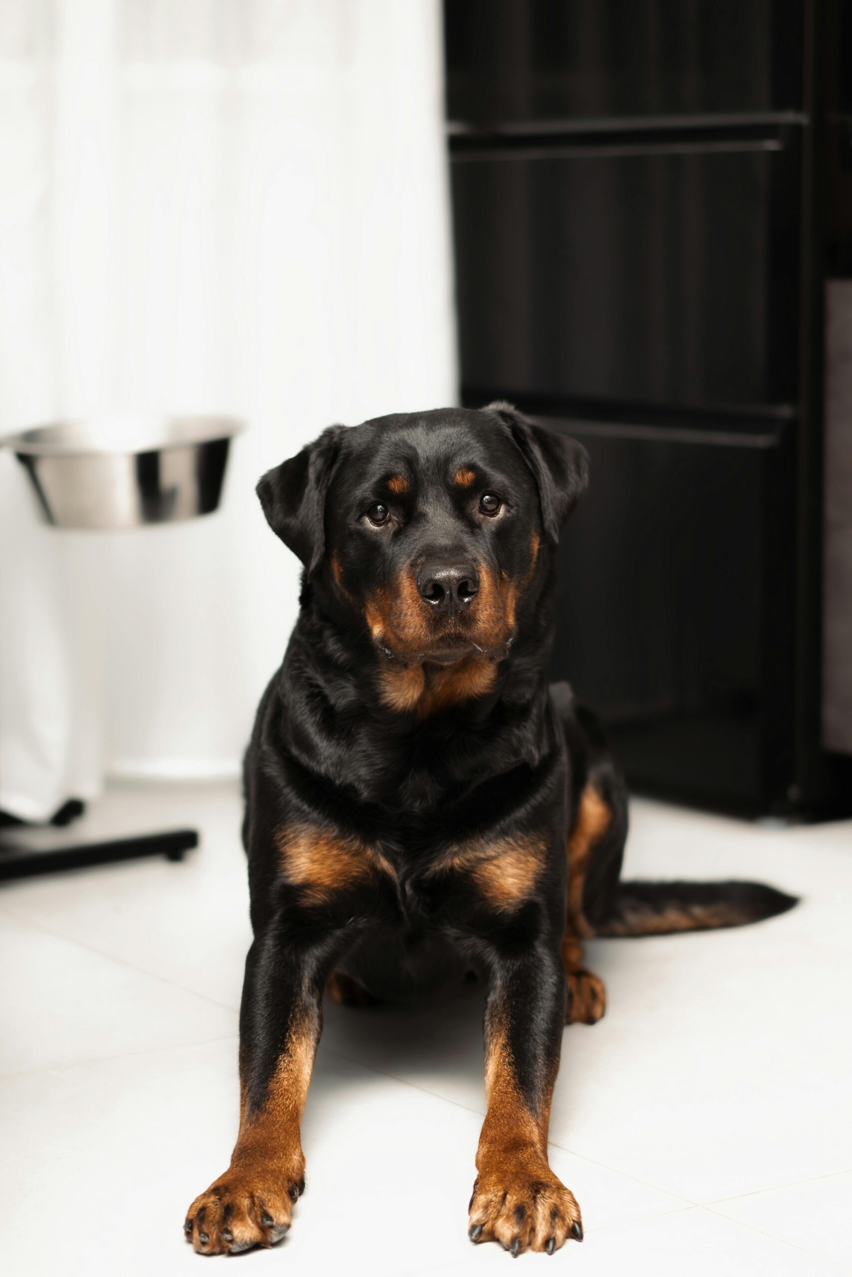 Adult Rottweiler sitting indoors on a white tiled floor.