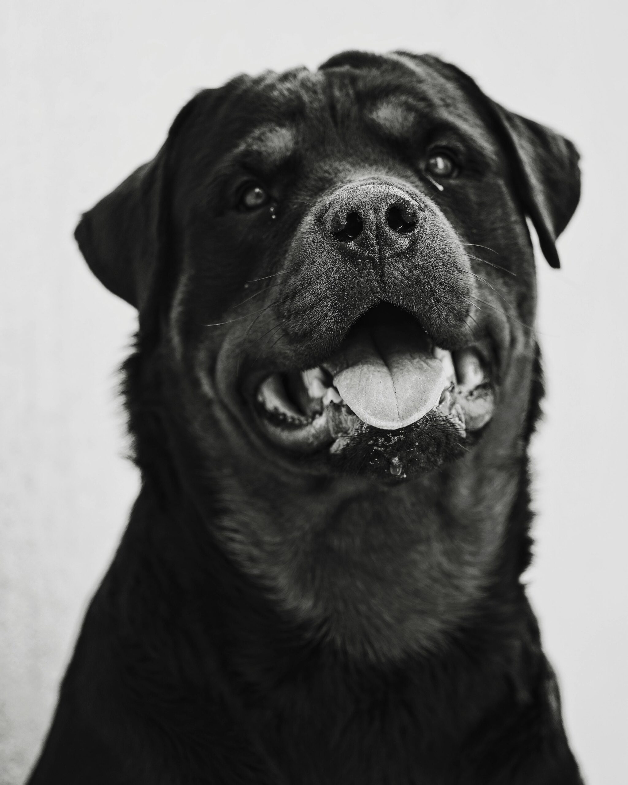 Black and white close-up of a joyful Rottweiler with its tongue out.