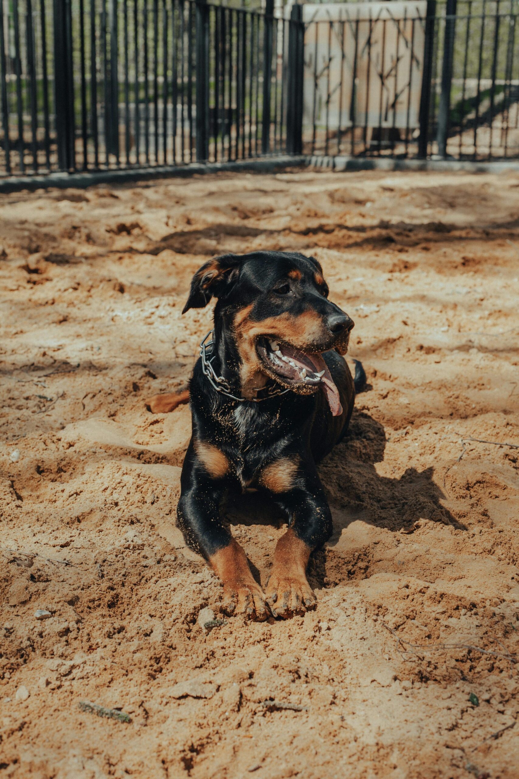 Rottweiler relaxing on sandy ground at a dog park on a sunny day