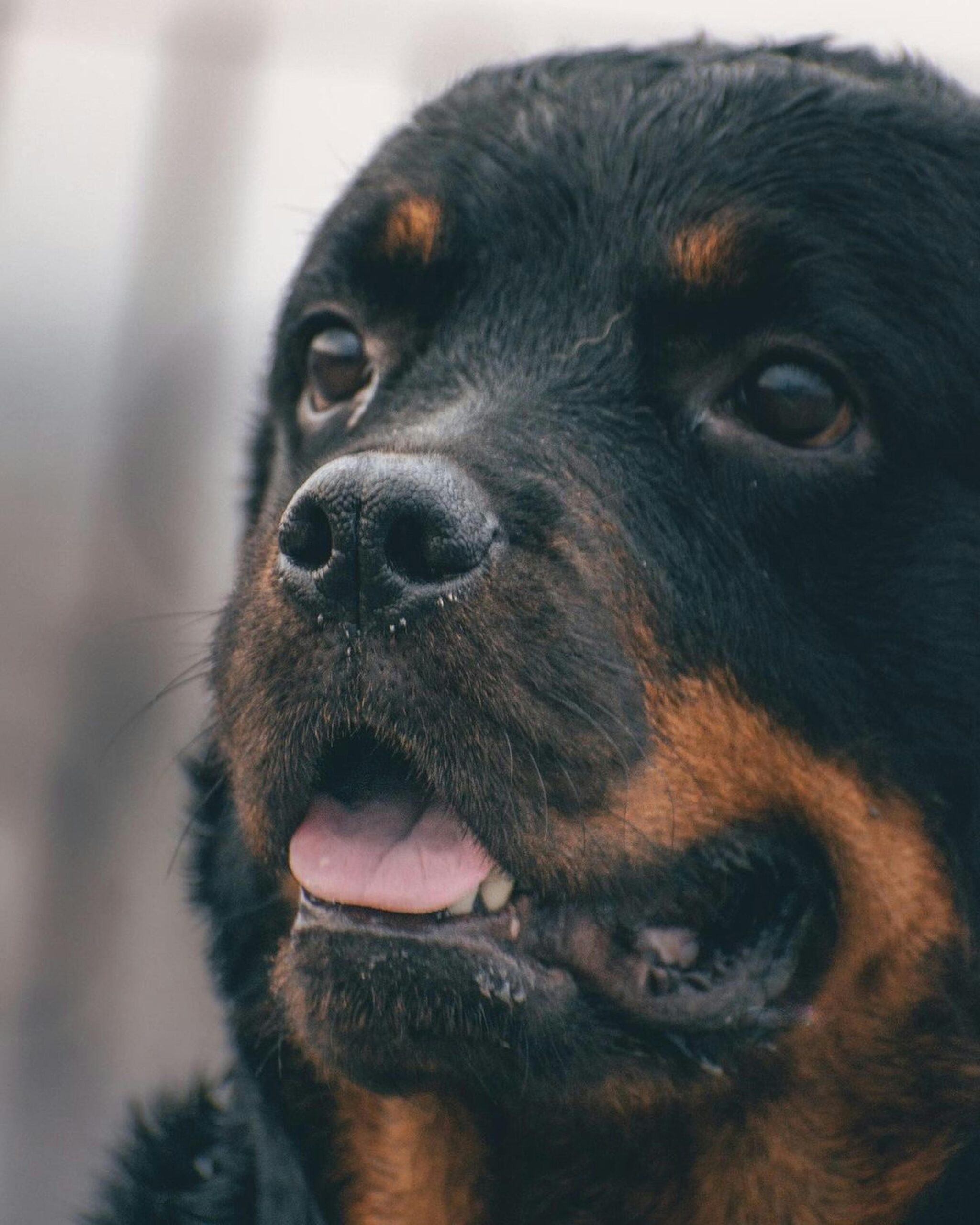 Close-up of a Rottweiler’s face with tongue slightly out, looking curious