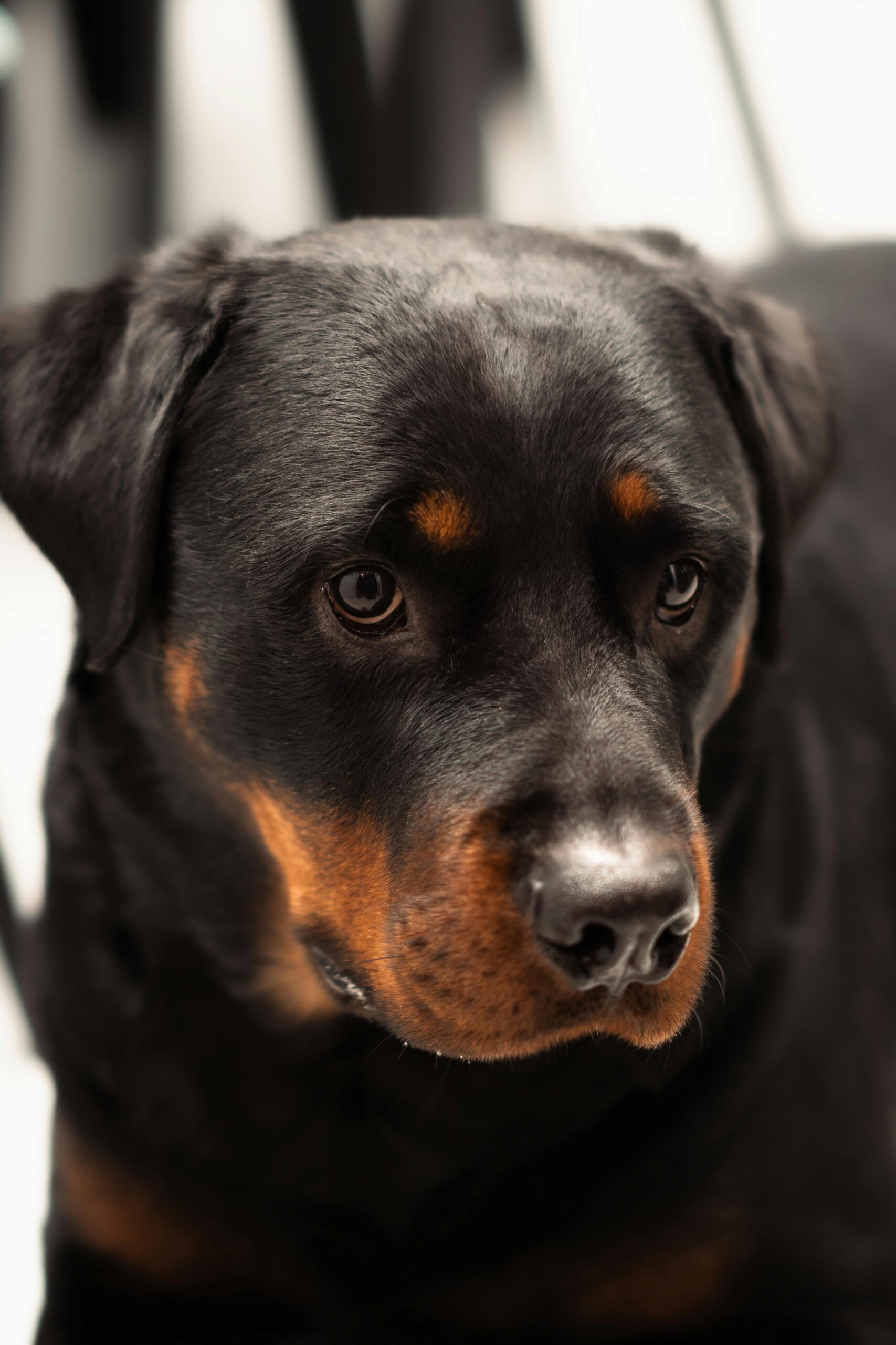 Rottweiler with a shiny black coat looking off-camera indoors