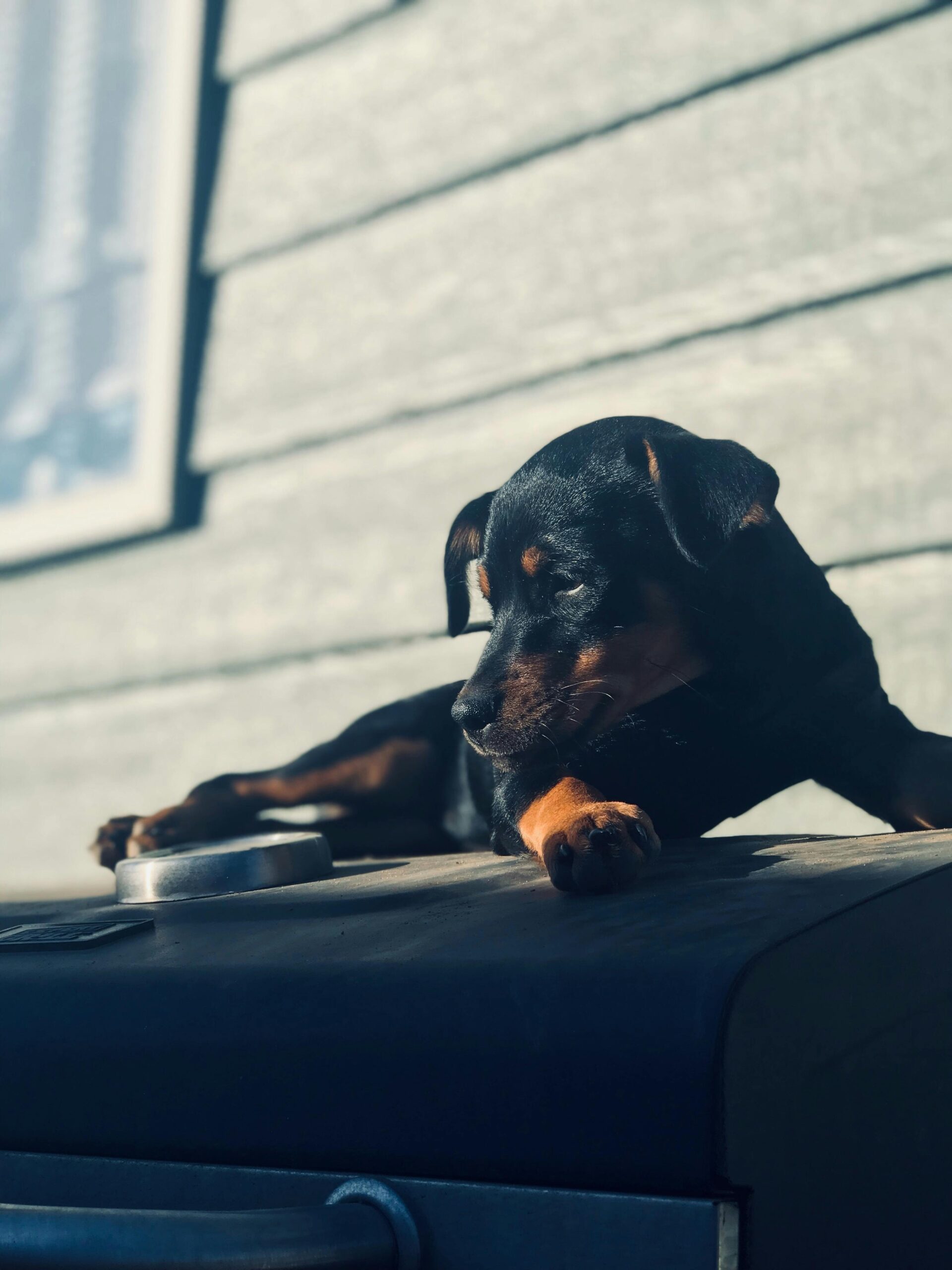 Rottweiler puppy resting on a barbecue grill under the sunlight