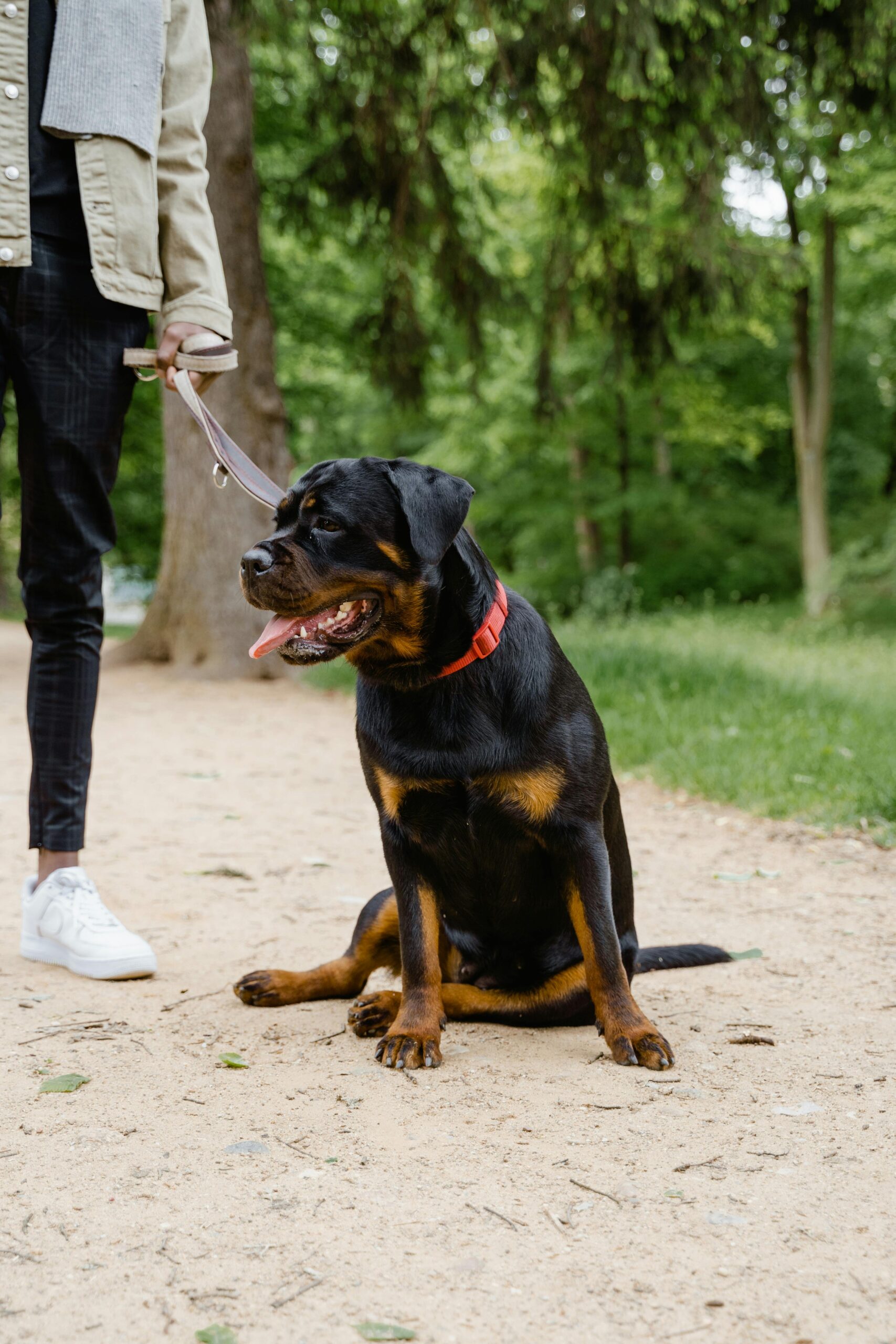 Rottweiler on a leash sitting on a dirt path in a park, wearing a red collar