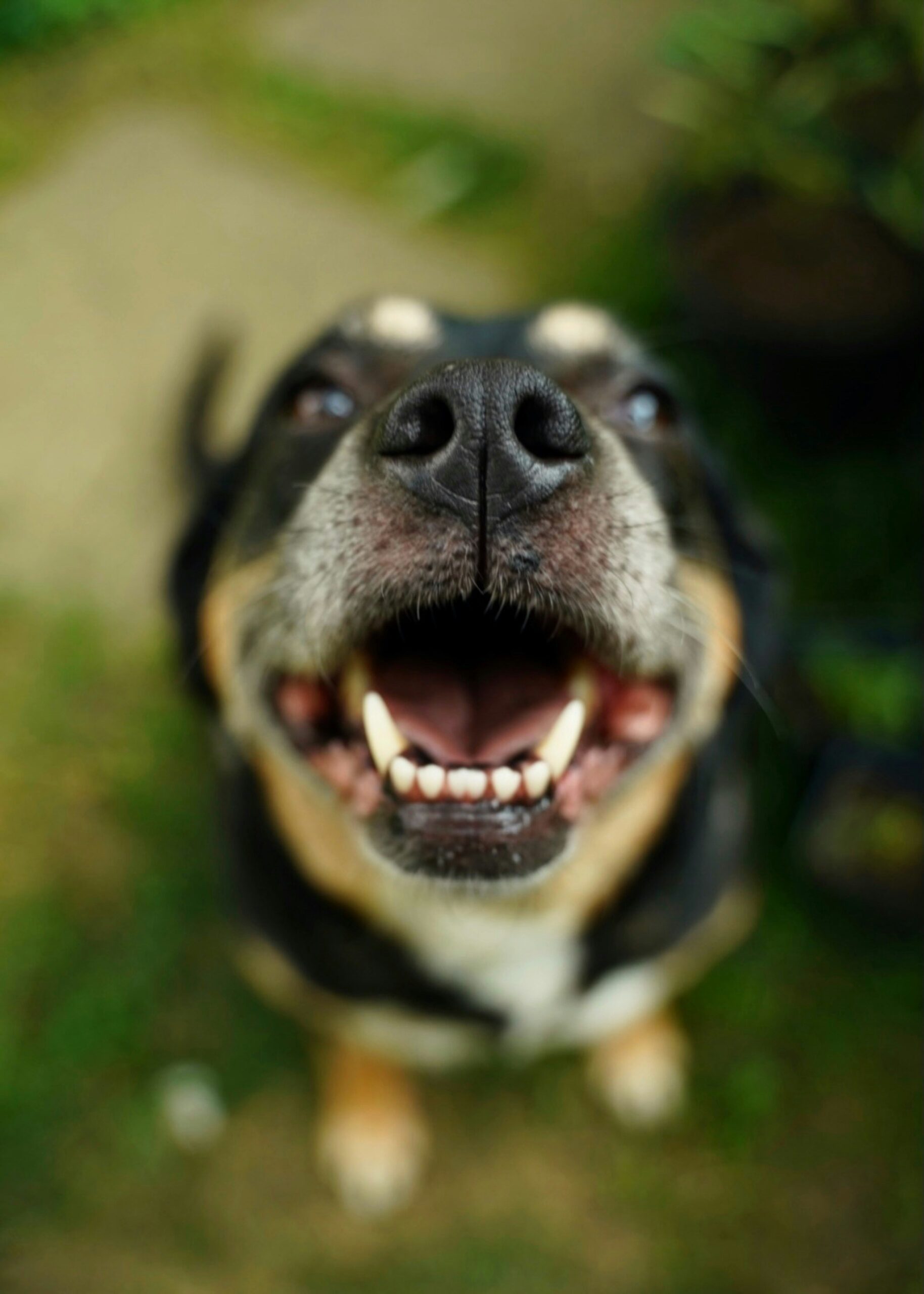 Playful Rottweiler captured close-up, smiling with wide open mouth outdoors