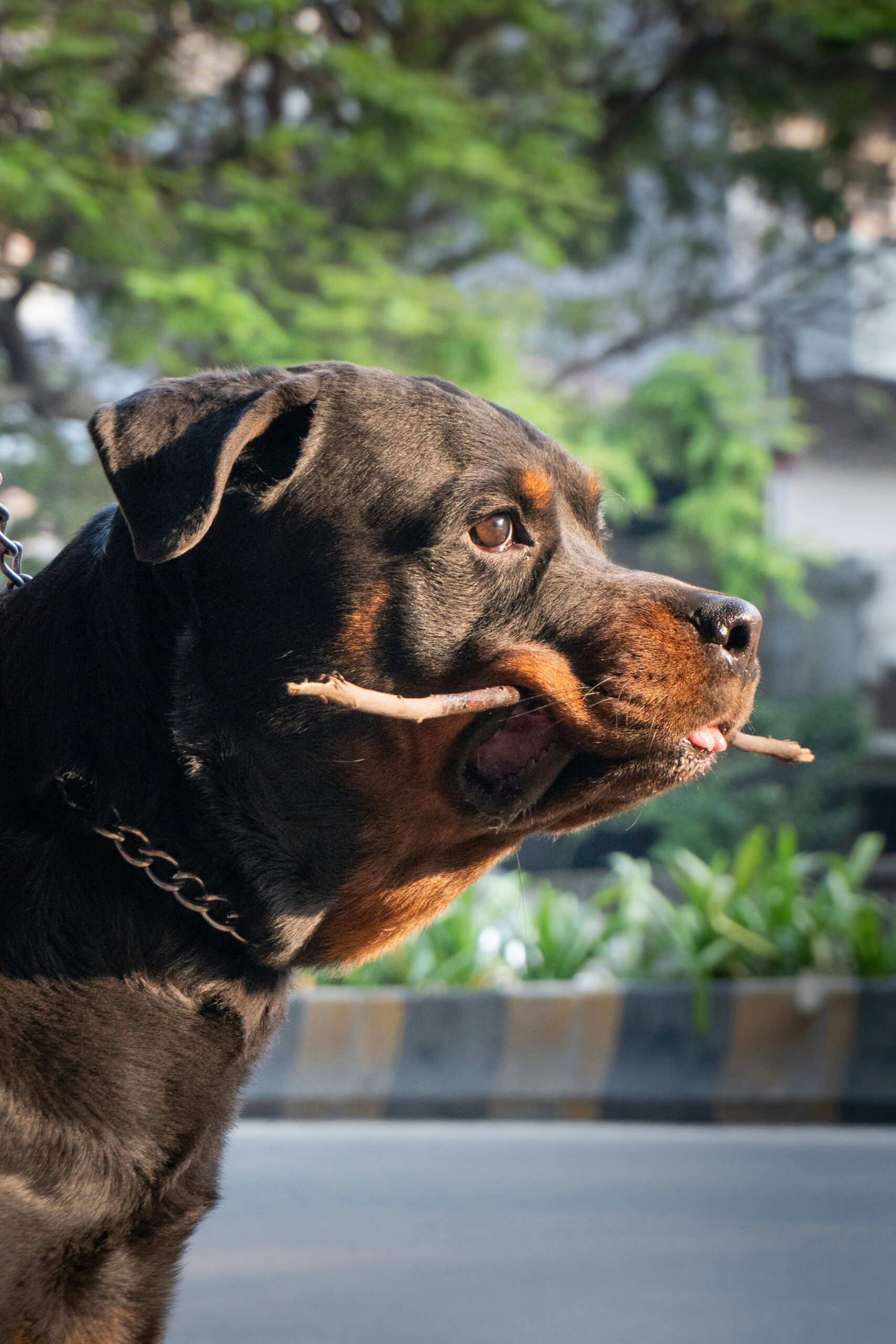 Rottweiler holding a stick in its mouth while standing on a city street