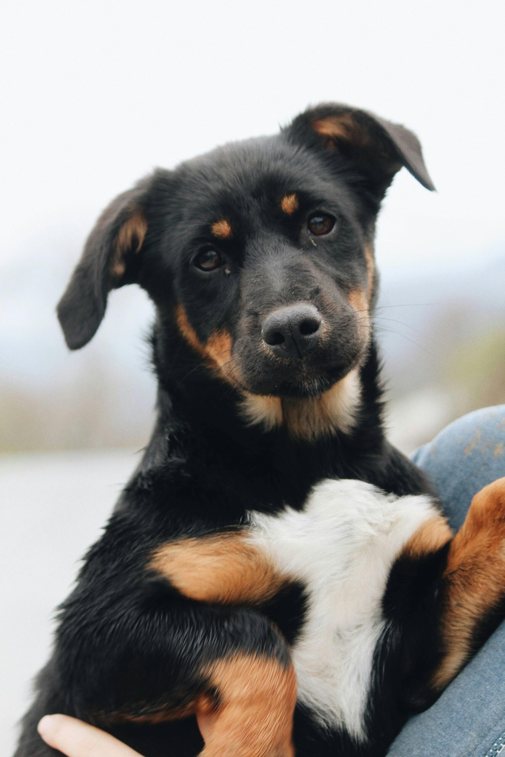 Close-up of a young Rottweiler with a gentle expression outdoors.