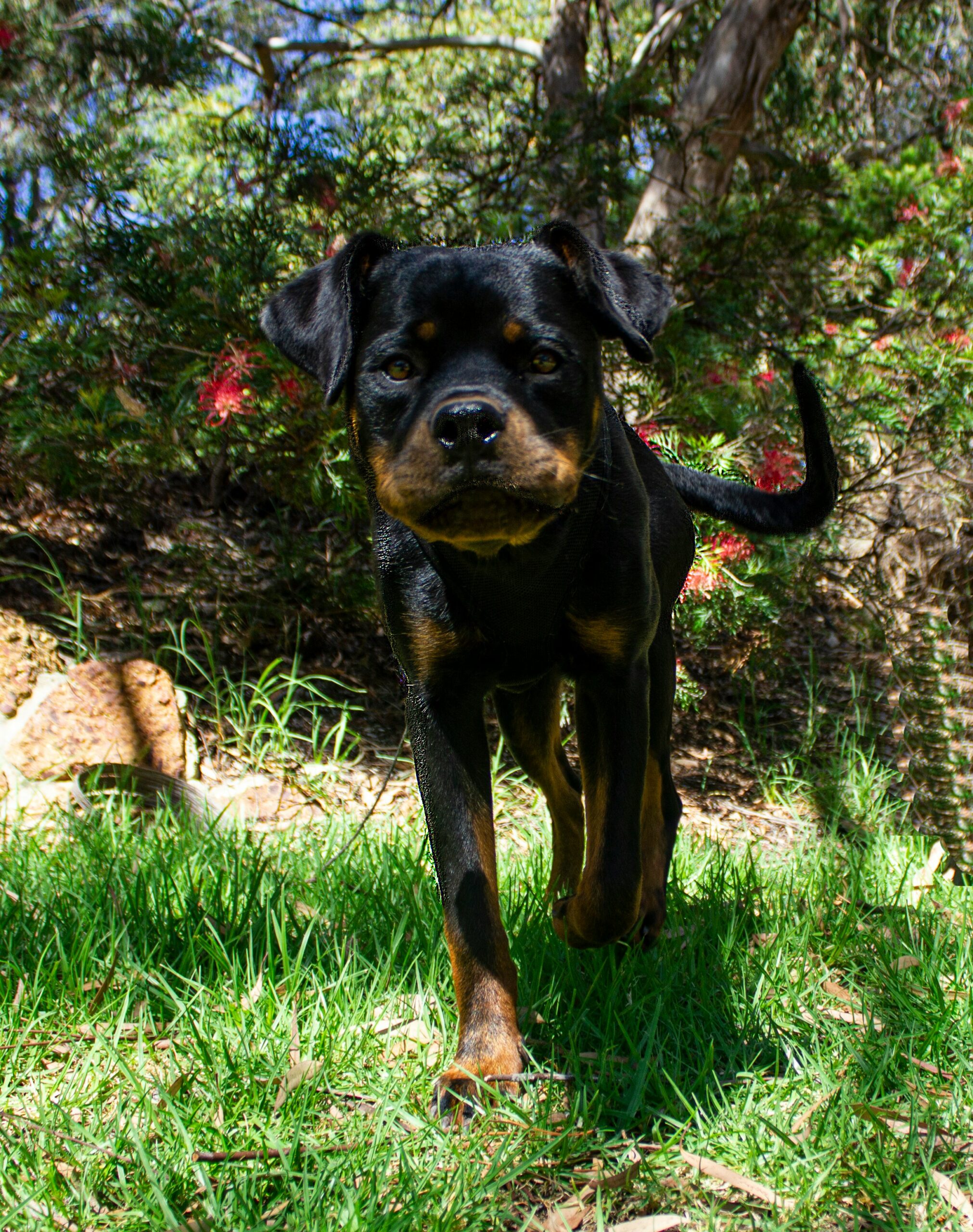 Rottweiler puppy walking confidently on green grass in a sunny park